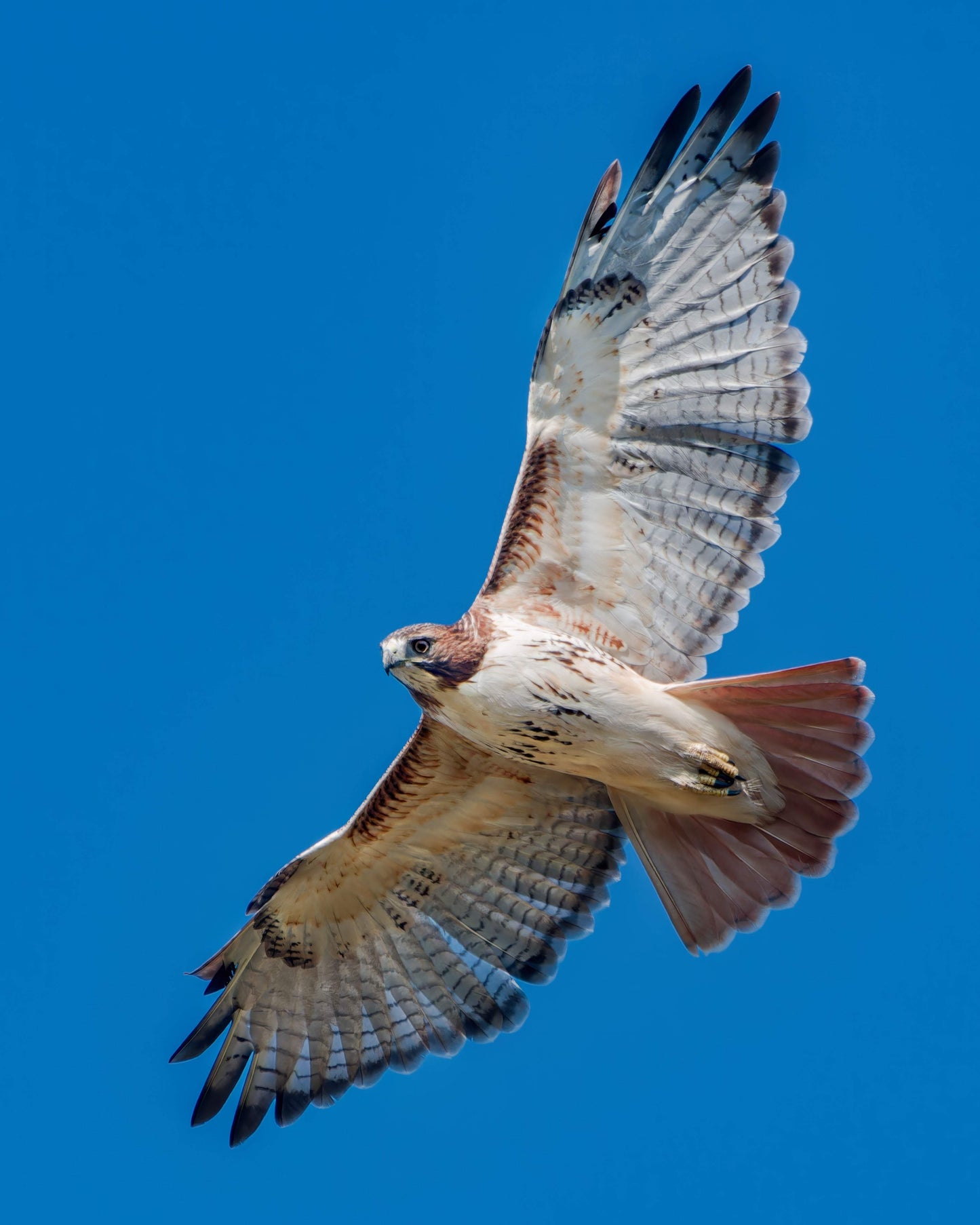 Flight of the Red Tail - Artist by Justin Rice - Bird, New Arrivals
