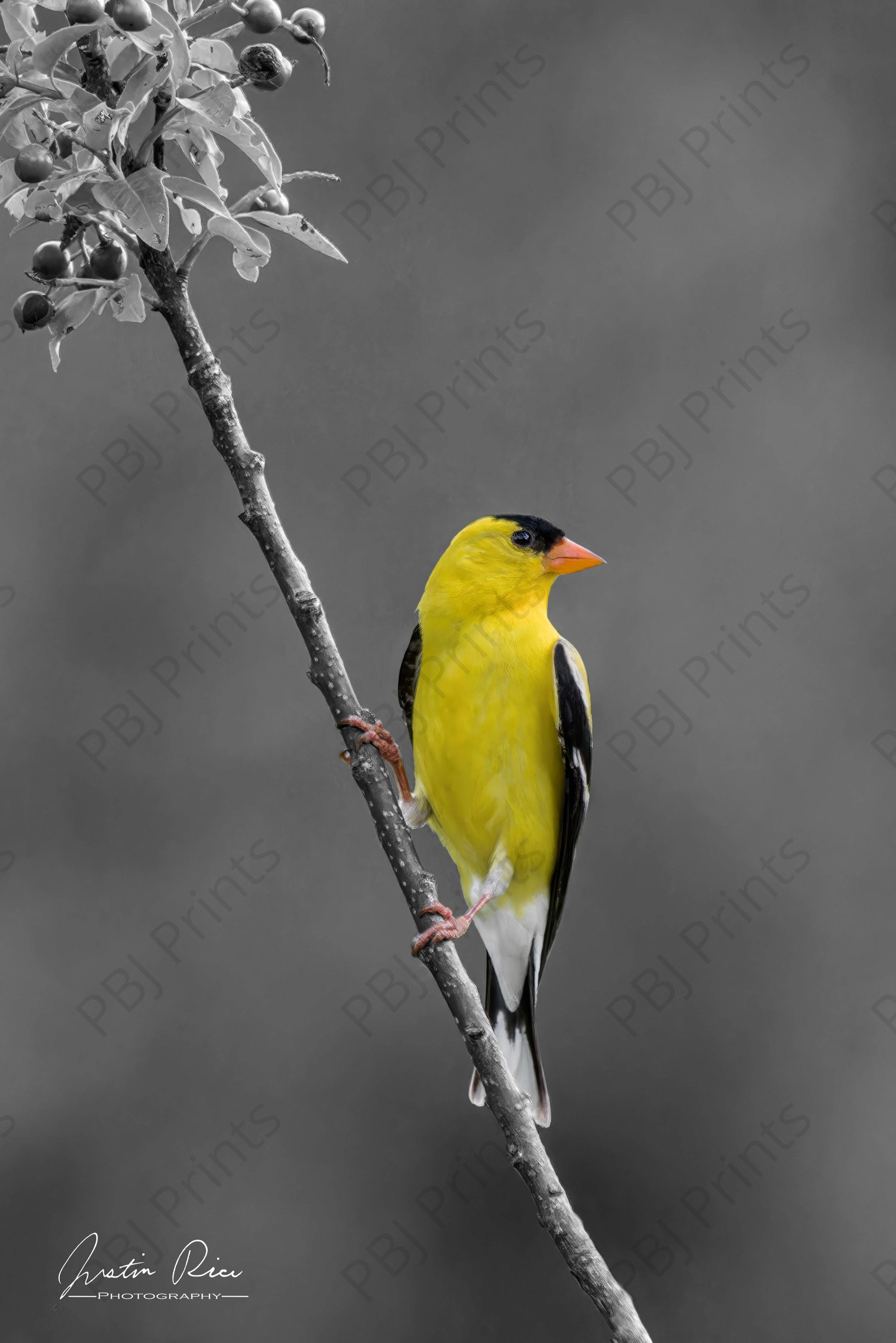 American Goldfinch - Artist by Justin Rice - Art Prints, Decoupage Rice Paper, Flat Canvas Prints, Giclee Prints, Photo Prints, Poster Prints