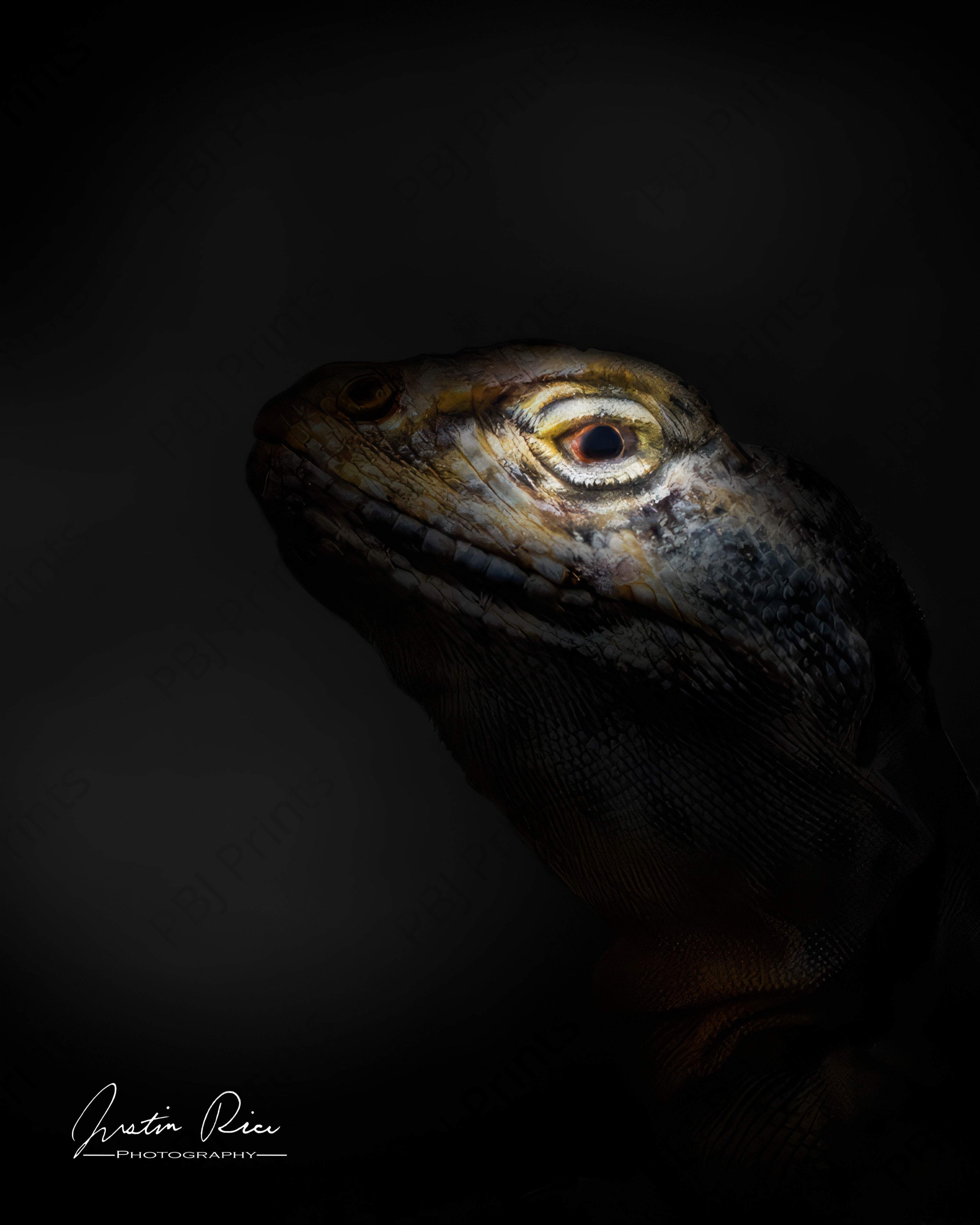 As Smug as They Come - Artist by Justin Rice - Art Prints, Decoupage Rice Paper, Flat Canvas Prints, Giclee Prints, Photo Prints, Poster Prints