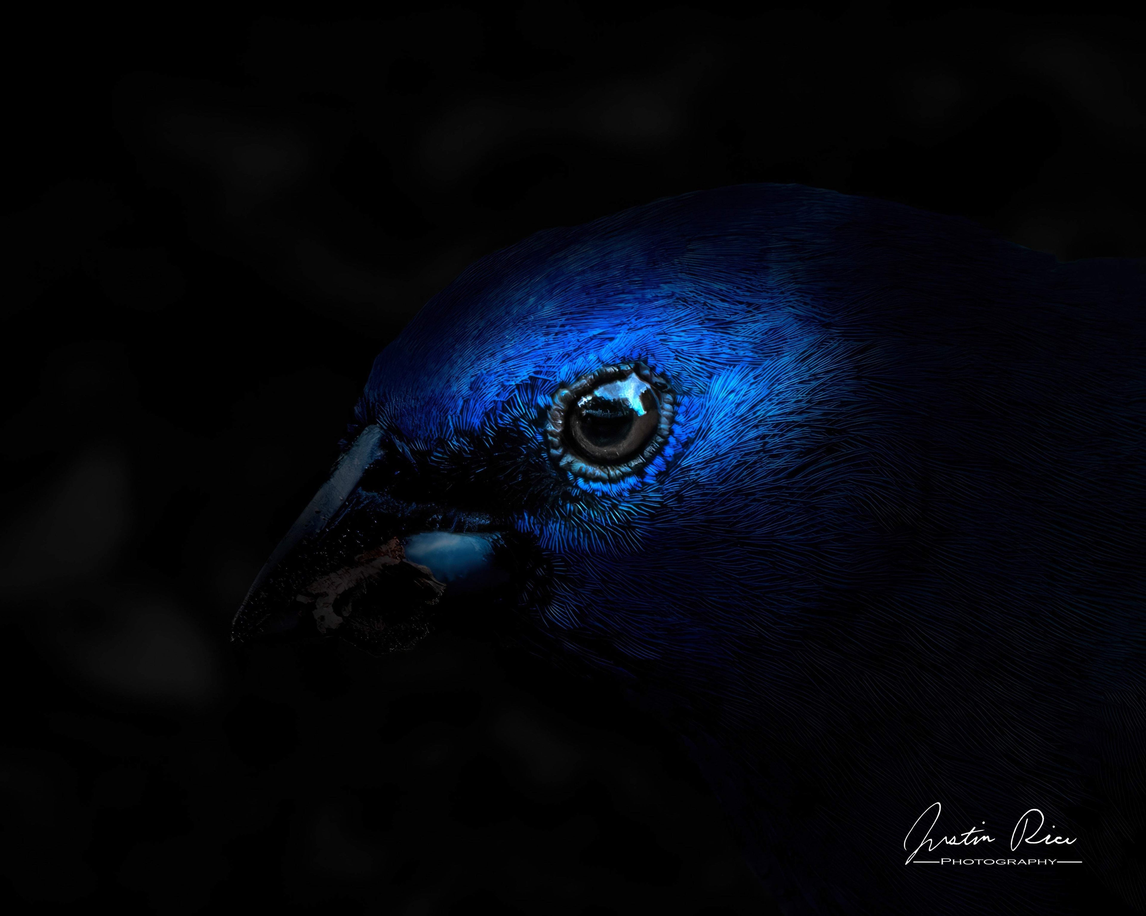 Black and Blue - Artist by Justin Rice - Art Prints, Decoupage Rice Paper, Flat Canvas Prints, Giclee Prints, Photo Prints, Poster Prints