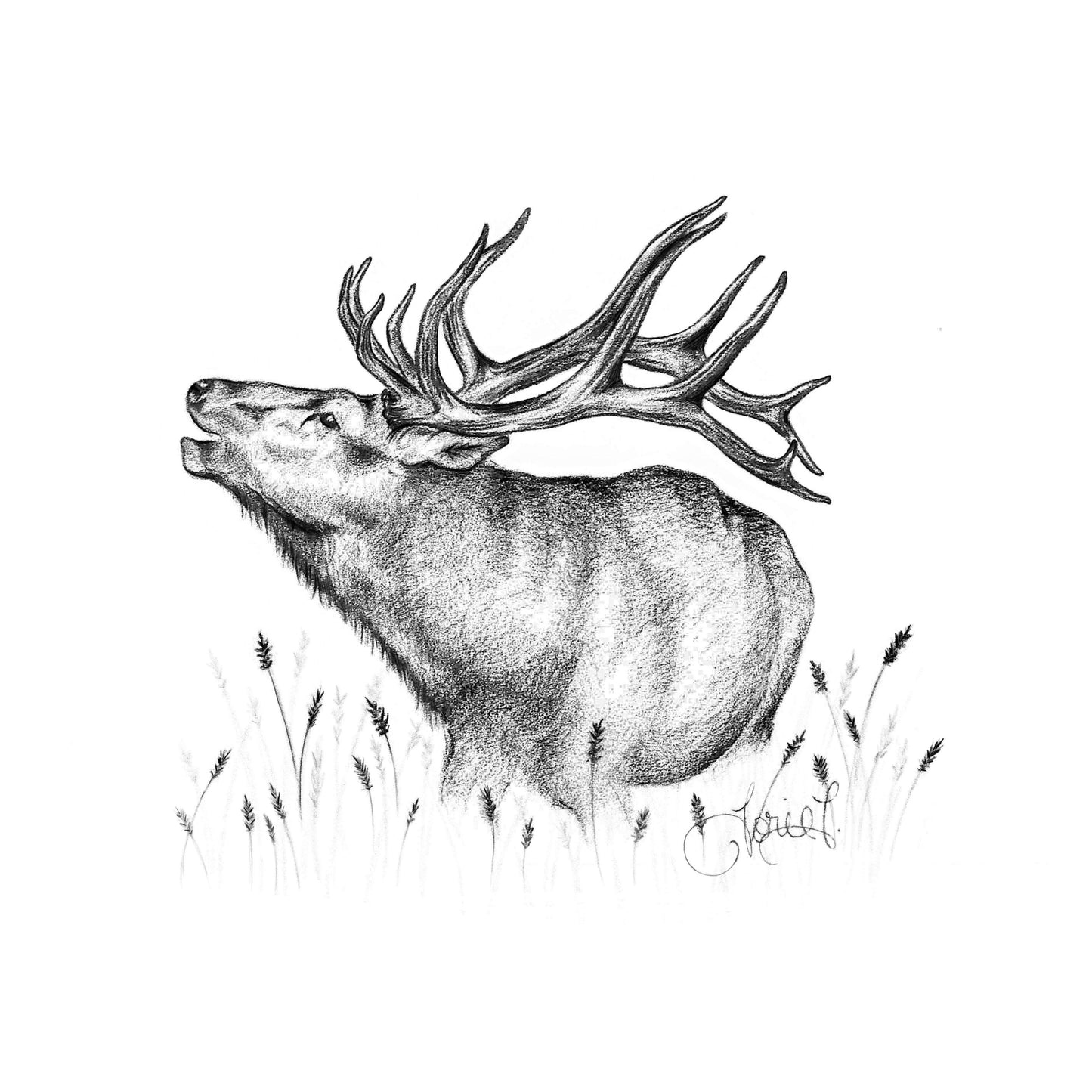 Buglink Elk Drawing - Artist by Thistle and Grace -
