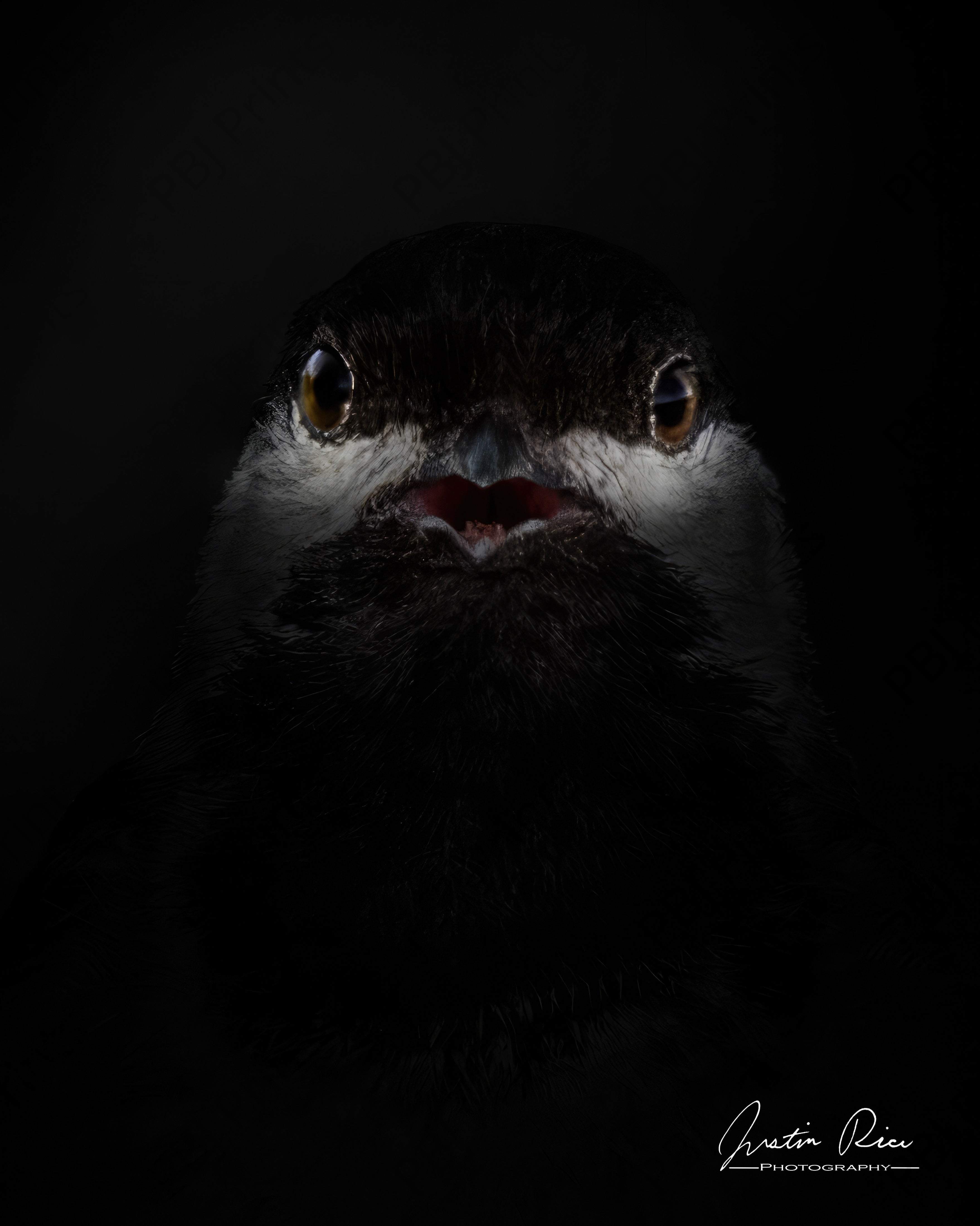 Chickadee Confrontation - Artist by Justin Rice - Art Prints, Decoupage Rice Paper, Flat Canvas Prints, Giclee Prints, Photo Prints, Poster Prints