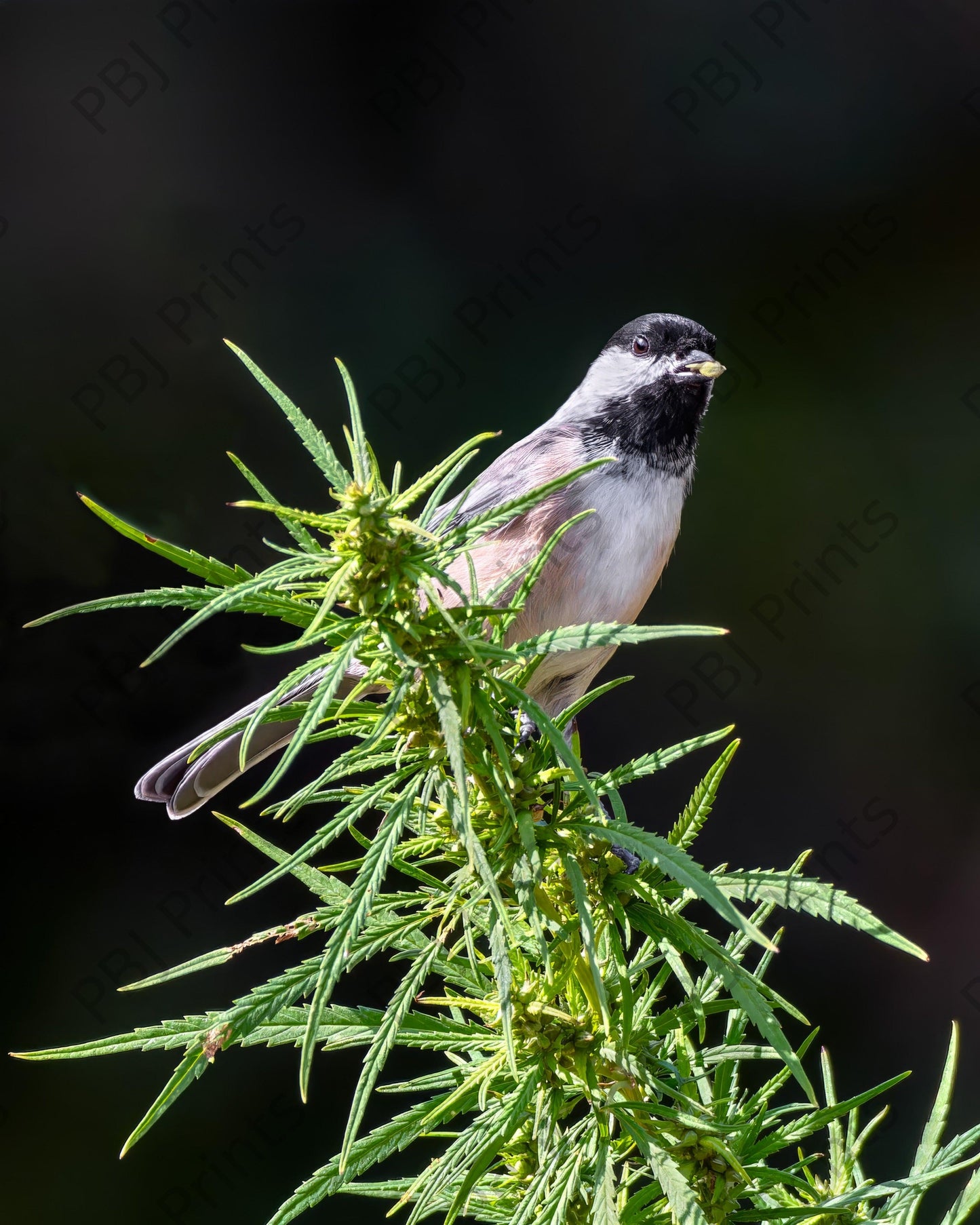 Chickadee Munchies - Artist by Justin Rice -