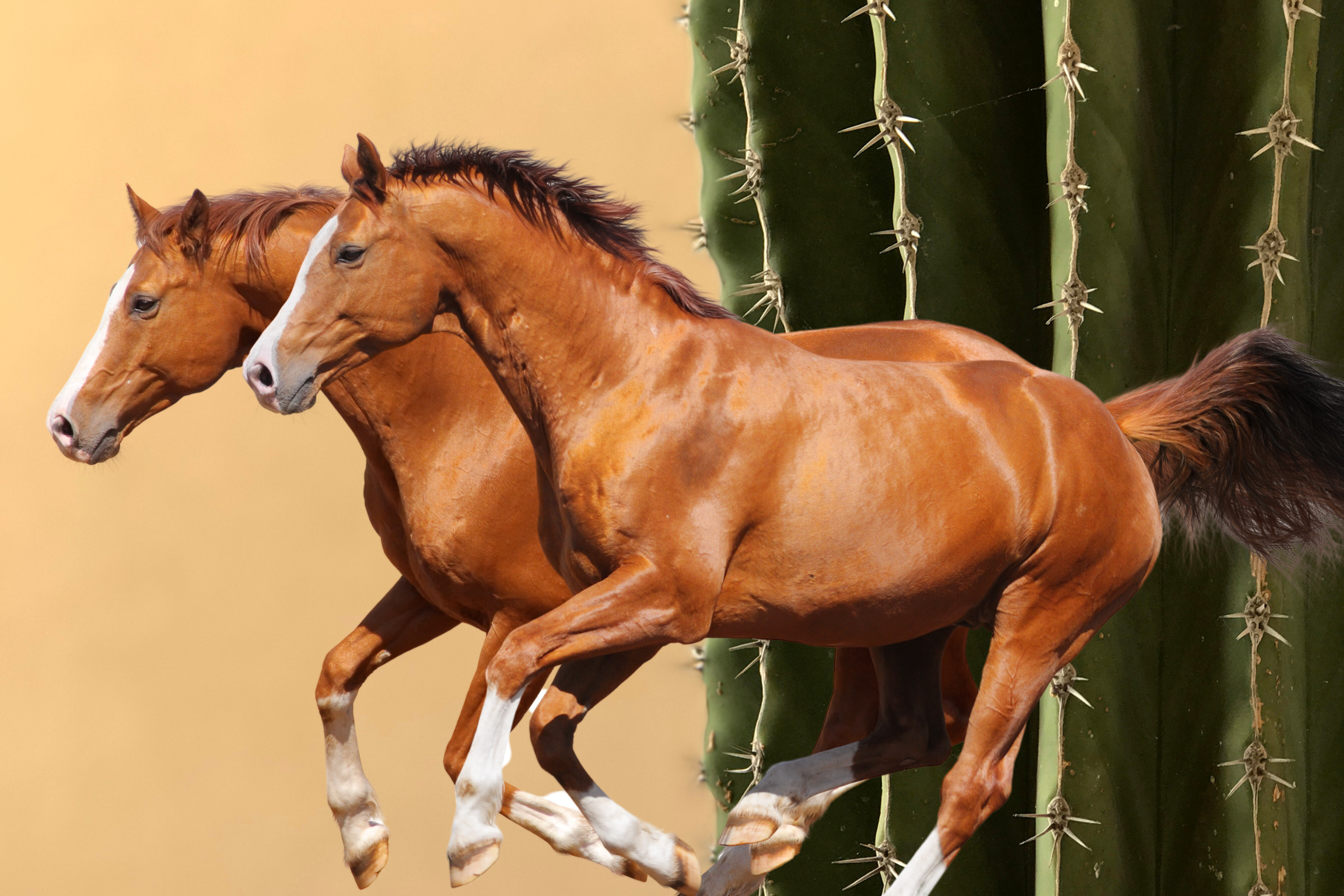 Desert Run - Artist by Twist My Armoire - Art Prints, Decoupage Rice Paper, Flat Canvas Prints, Giclee Prints, Photo Prints, Poster Prints