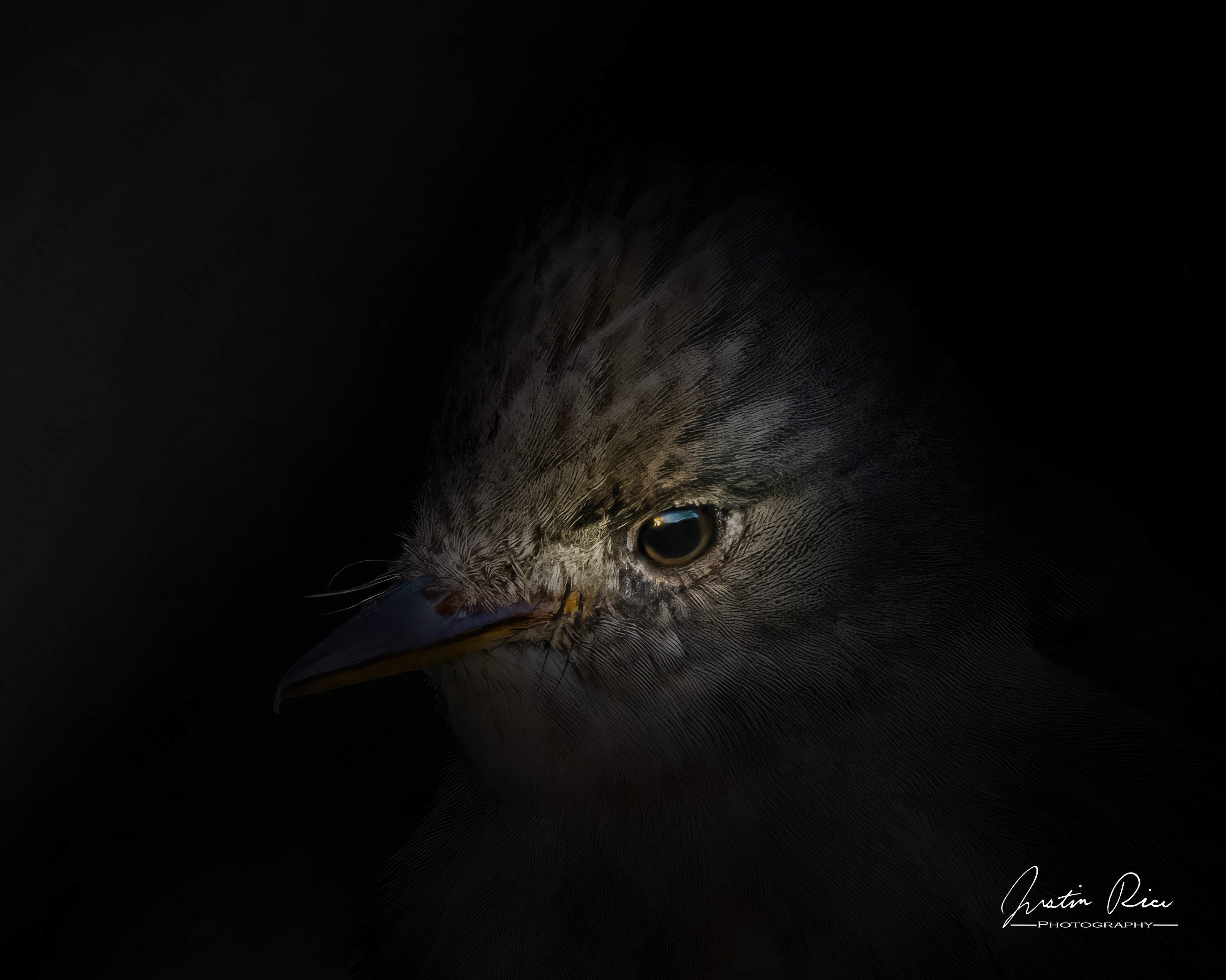 Determination - Artist by Justin Rice - Art Prints, Decoupage Rice Paper, Flat Canvas Prints, Giclee Prints, Photo Prints, Poster Prints