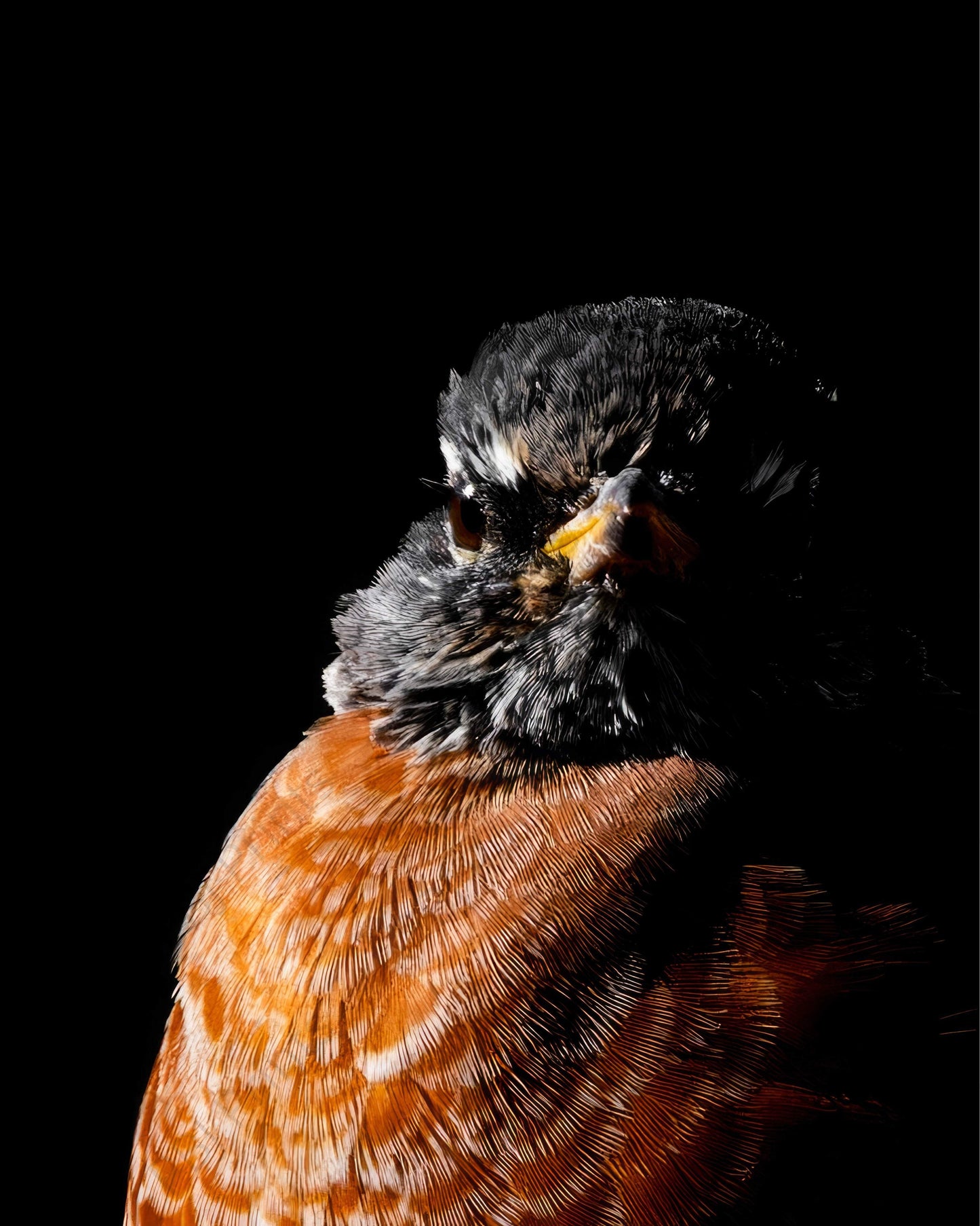 Duality - Artist by Justin Rice - Bird, Photography