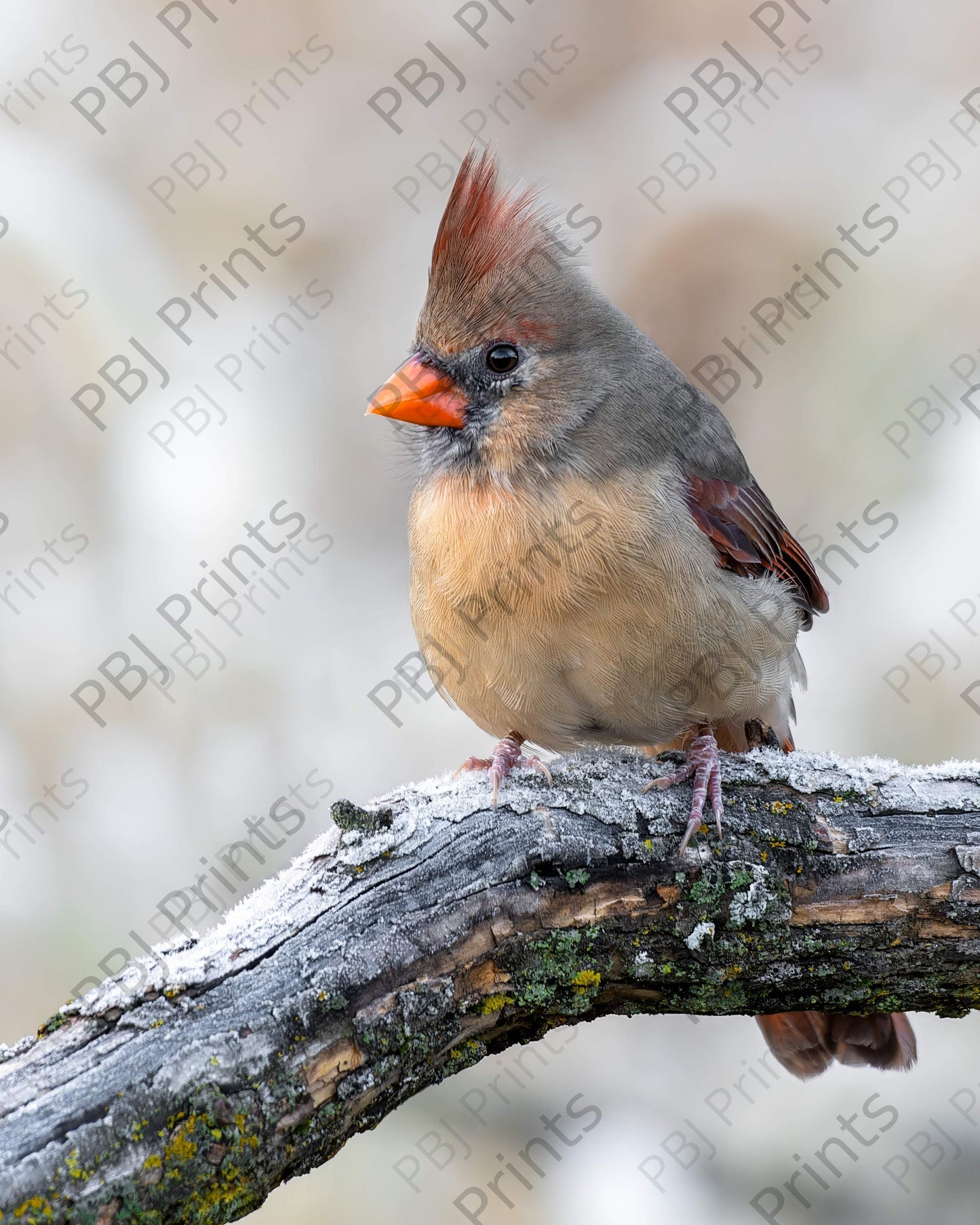 Female Cardinal - Artist by Justin Rice - Bird, New Arrivals
