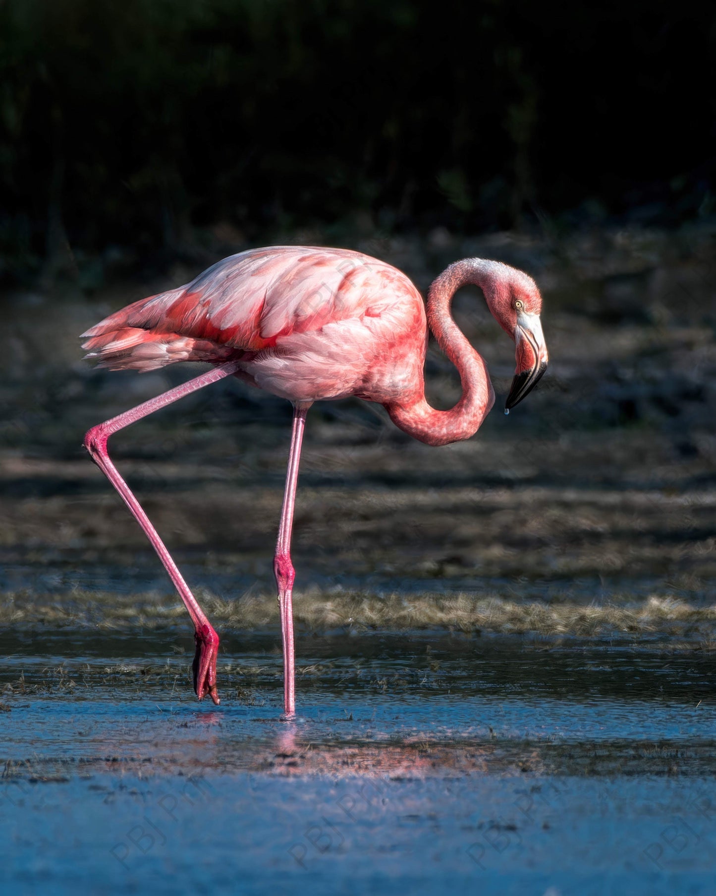 Flint the Kansas Flamingo - Artist by Justin Rice - Bird