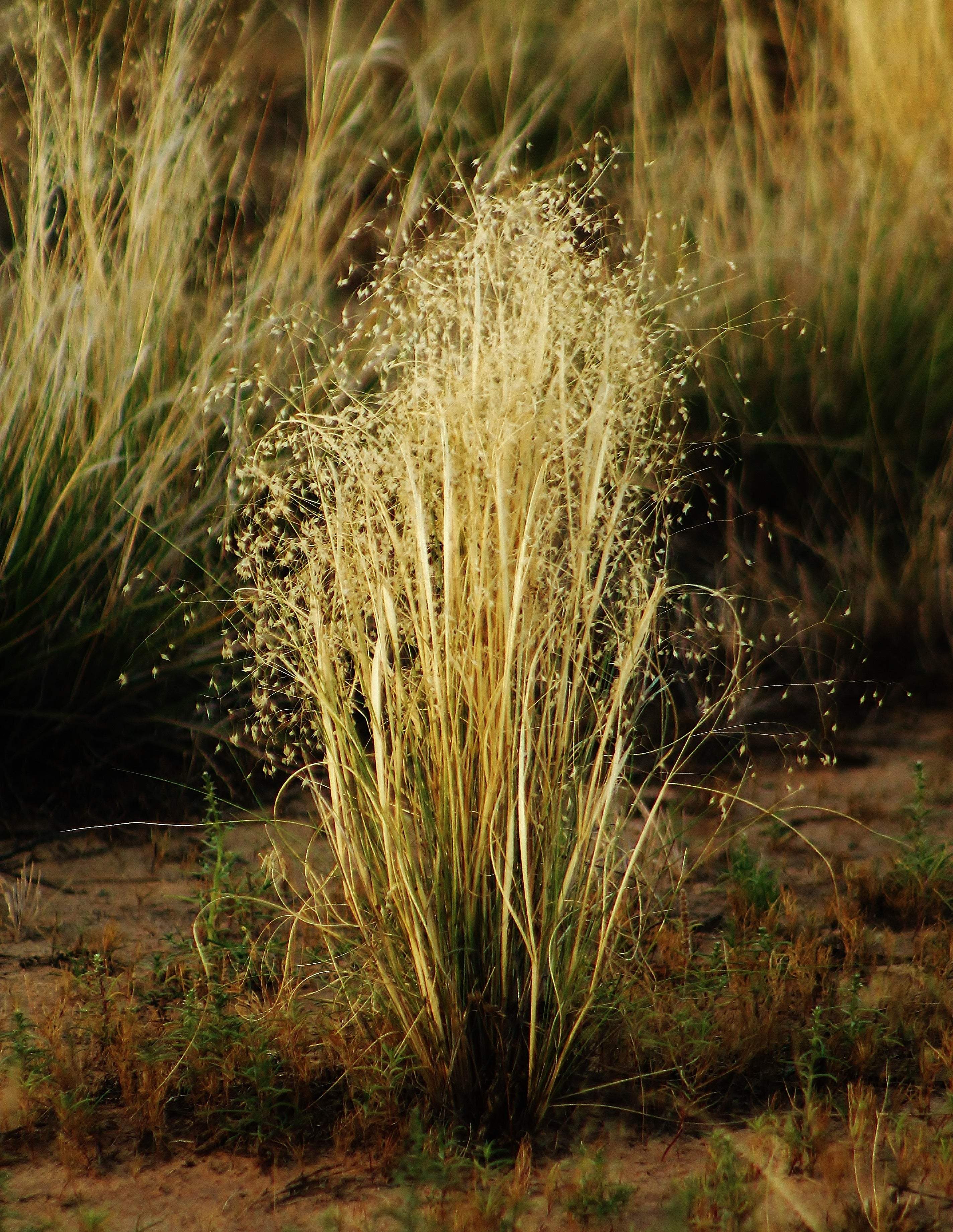 Fountain of Grass - Artist by Elizabeth Schrandt - Art Prints, Decoupage Rice Paper, Flat Canvas Prints, Giclee Prints, Photo Prints, Poster Prints