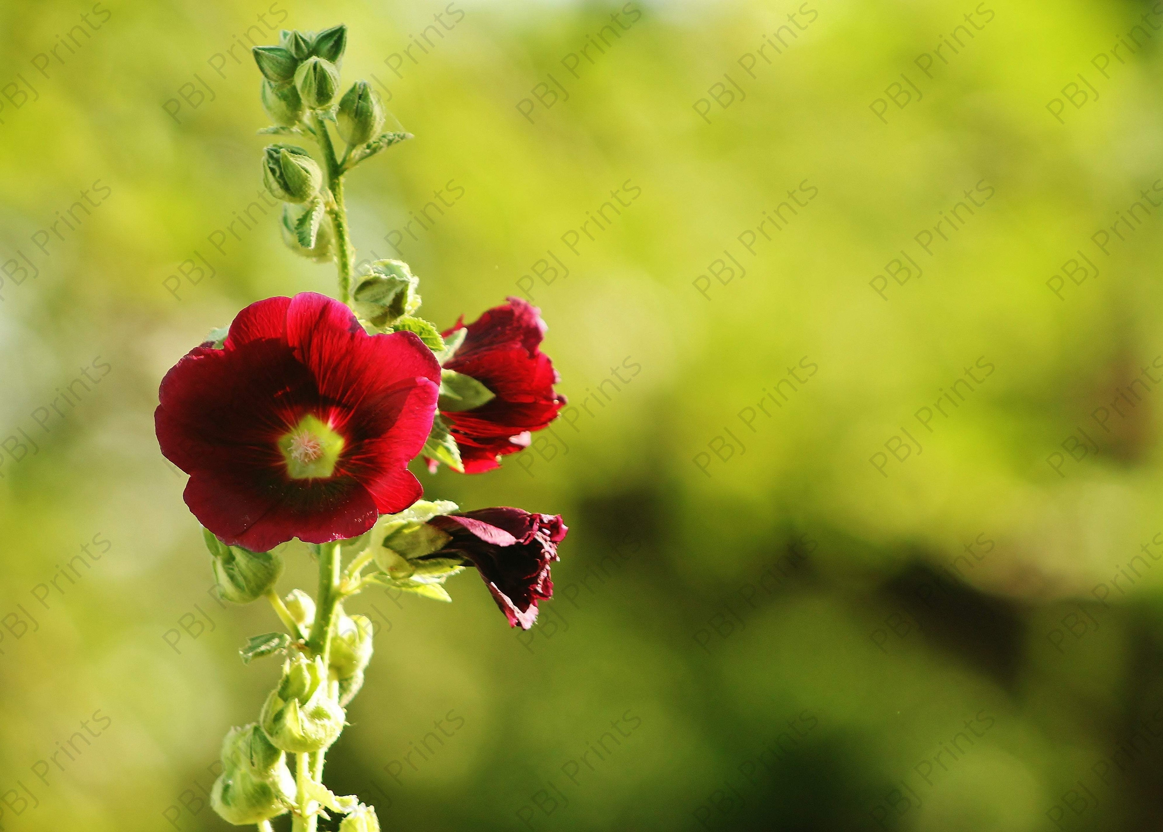 Heavenly Holly Hock Black - Artist by Elizabeth Schrandt - Art Prints, Decoupage Rice Paper, Flat Canvas Prints, Giclee Prints, Photo Prints, Poster Prints