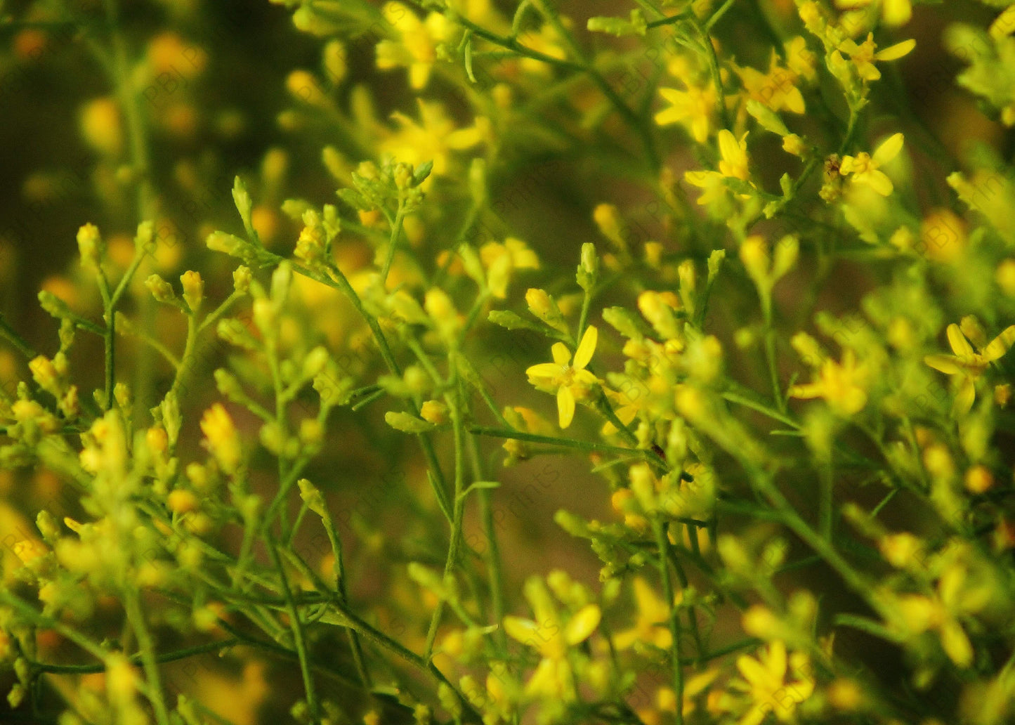 Little Yellow Flowers - Artist by We Live For Farming - Flowers