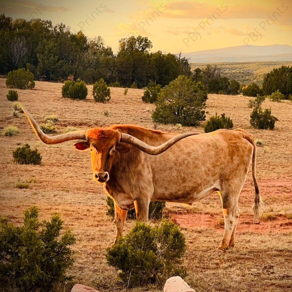 Longhorn A - by Attic In Valley - Cows, Farm, New Arrivals, Ranch