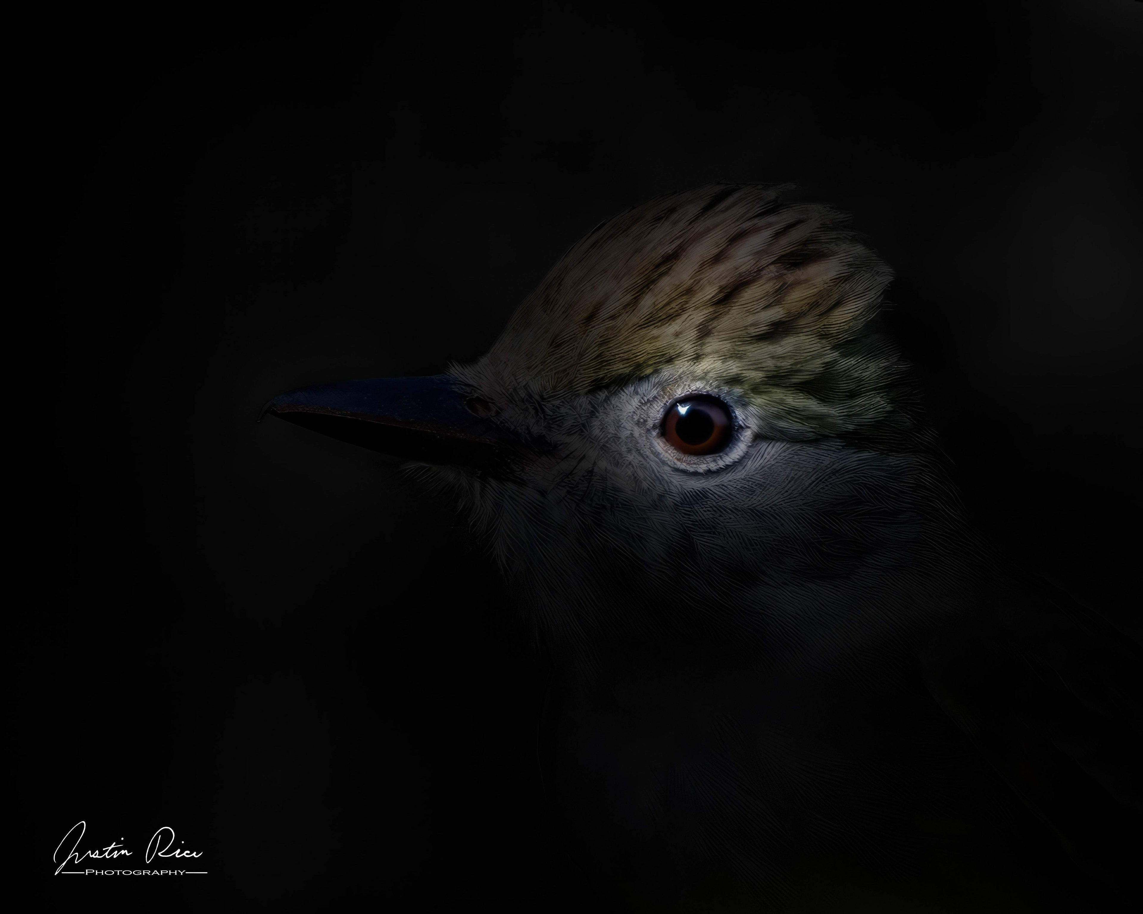 Lord of the Flycatchers - Artist by Justin Rice - Art Prints, Decoupage Rice Paper, Flat Canvas Prints, Giclee Prints, Photo Prints, Poster Prints