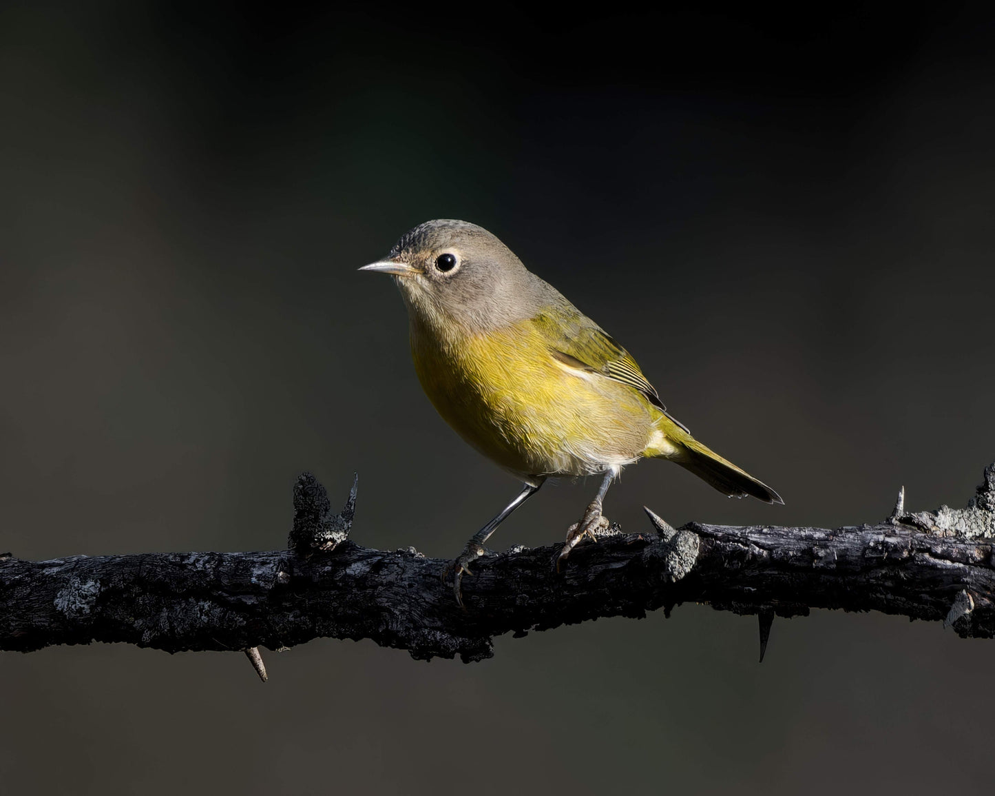 Nashville Warbler - Artist by Justin Rice -