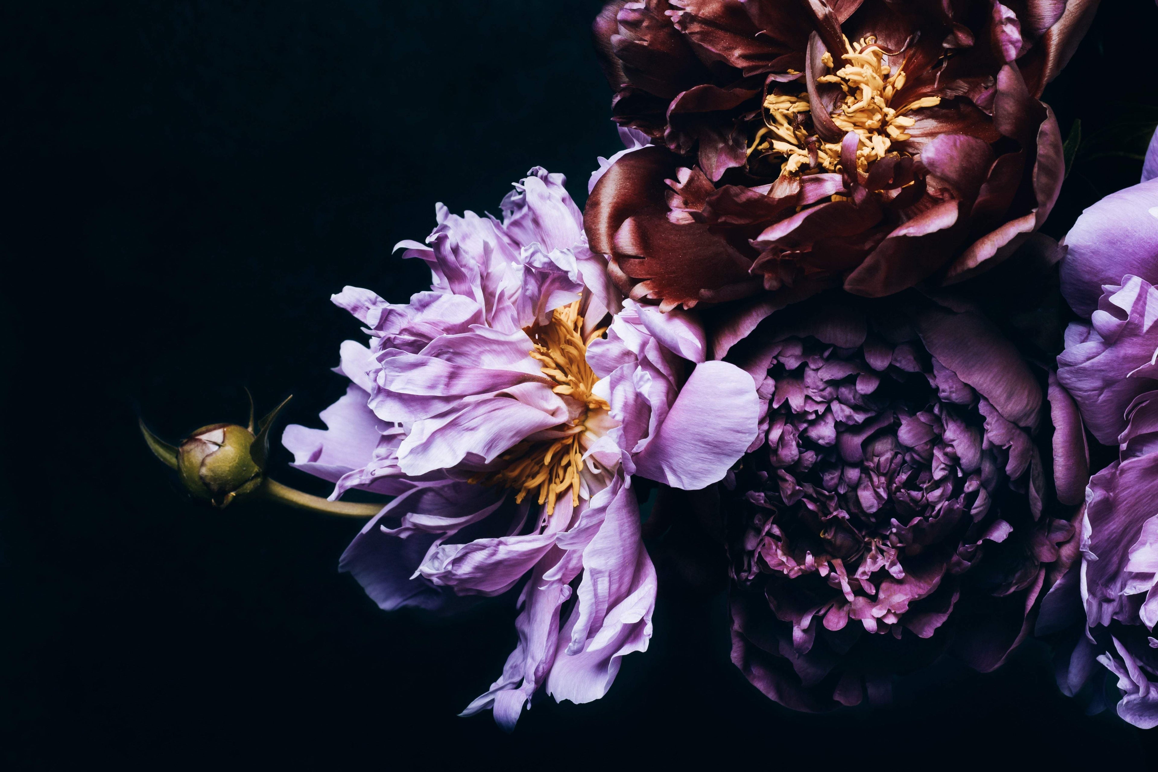 Peony Love - Artist by Twist My Armoire - Art Prints, Decoupage Rice Paper, Flat Canvas Prints, Giclee Prints, Photo Prints, Poster Prints