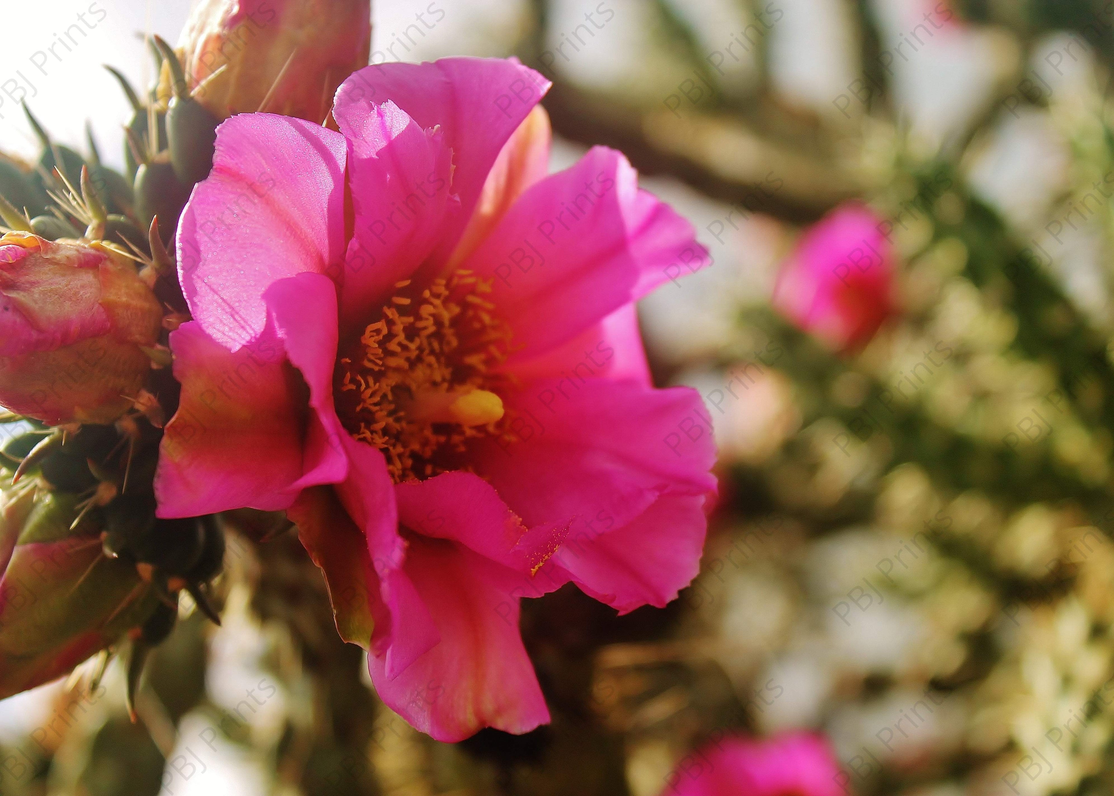 Prickly Beauty Blooming - Artist by Elizabeth Schrandt - Art Prints, Decoupage Rice Paper, Flat Canvas Prints, Giclee Prints, Photo Prints, Poster Prints