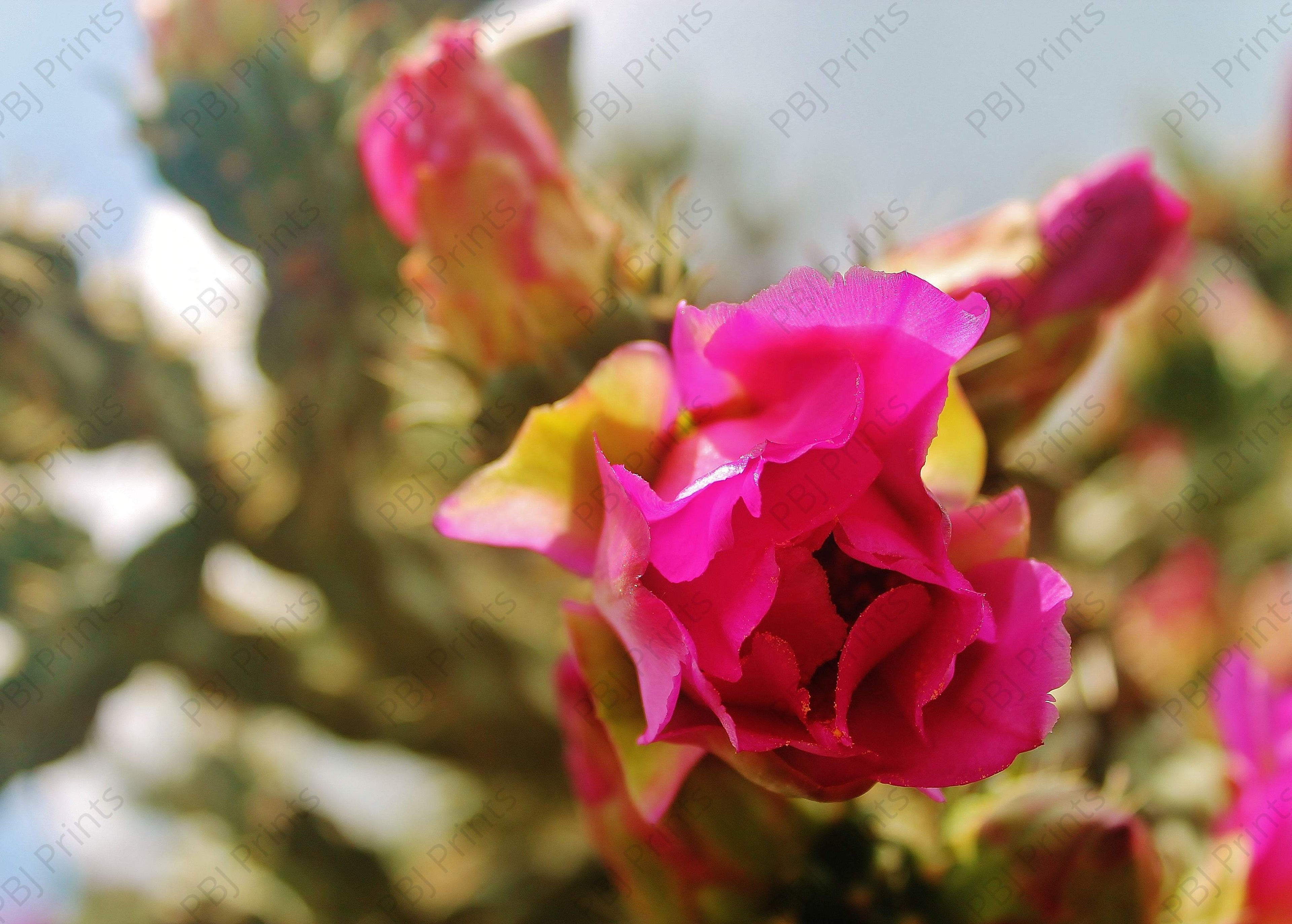Prickly Beauty Bud - Artist by Elizabeth Schrandt - Art Prints, Decoupage Rice Paper, Flat Canvas Prints, Giclee Prints, Photo Prints, Poster Prints