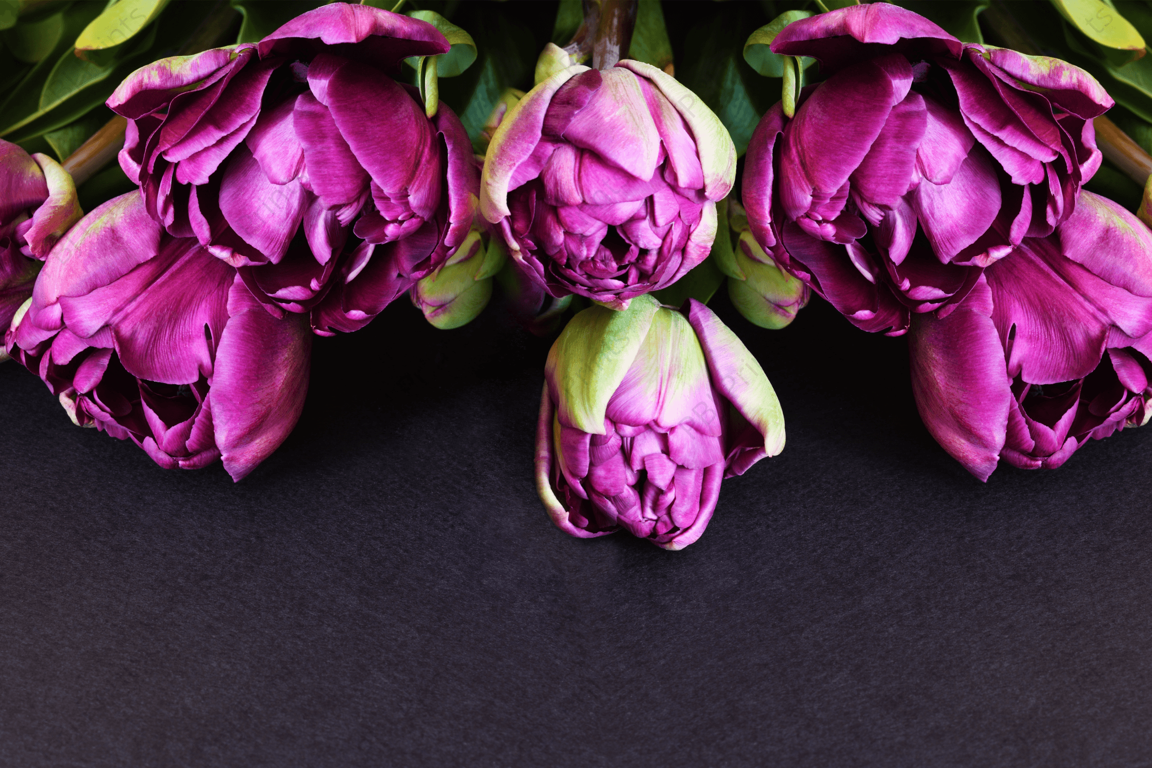 Ready to Bloom - Artist by Twist My Armoire - Art Prints, Decoupage Rice Paper, Flat Canvas Prints, Giclee Prints, Photo Prints, Poster Prints
