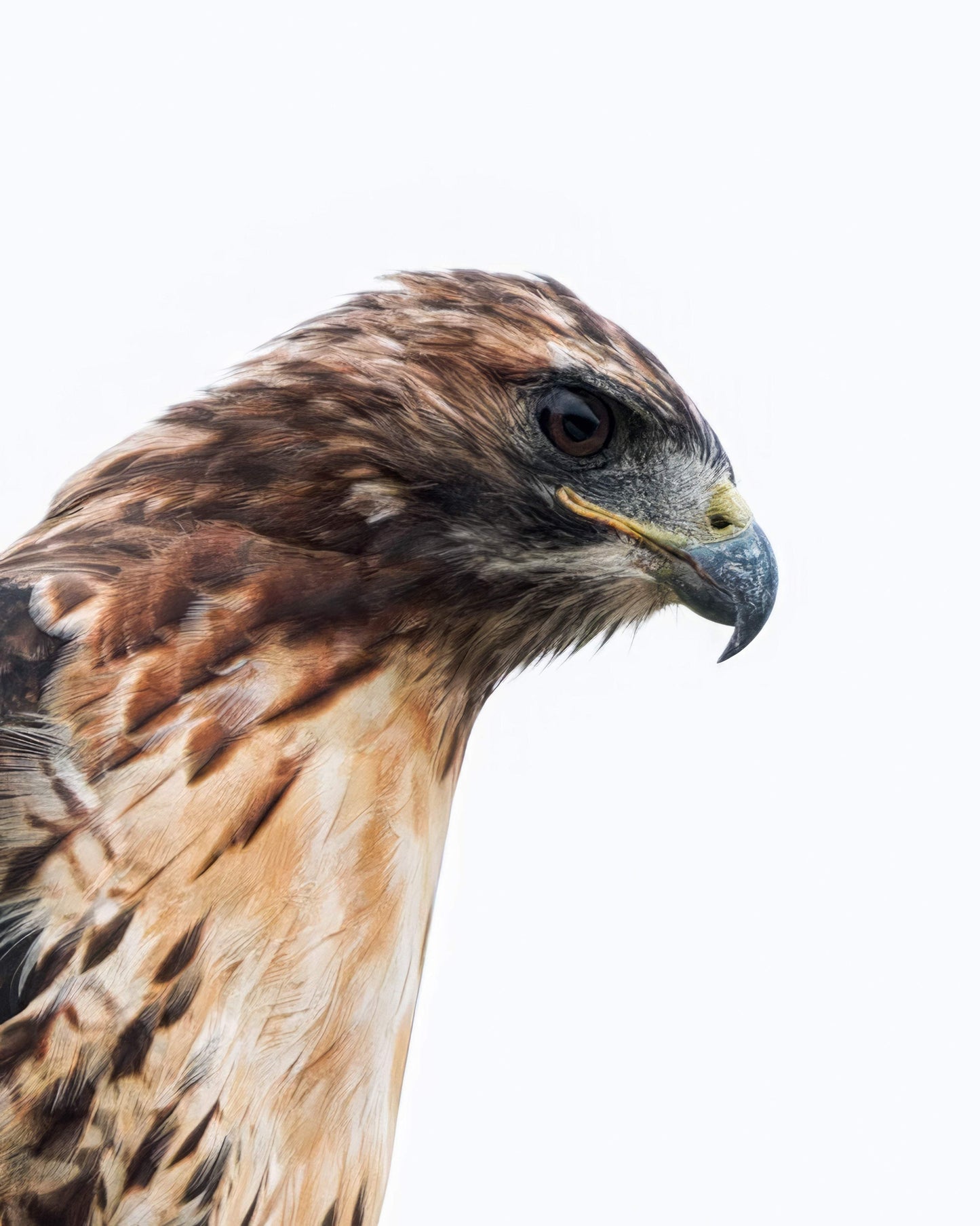 Red-tailed Hawk Mug Sho - Artist by Justin Rice -