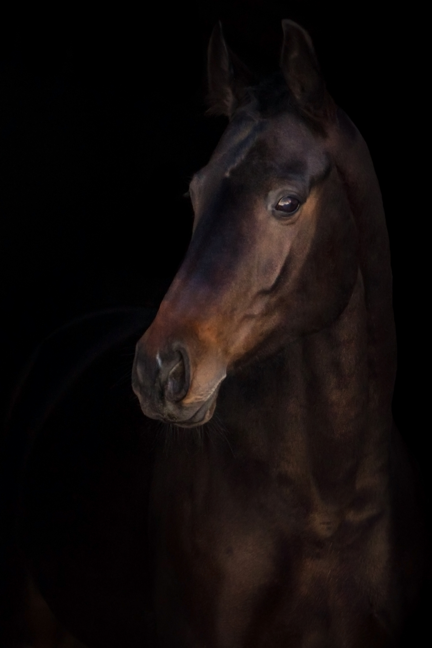 Silence - Artist by Twist My Armoire - Animals, crafting, crafts decoupage paper, Horse, New Arrivals, Photography