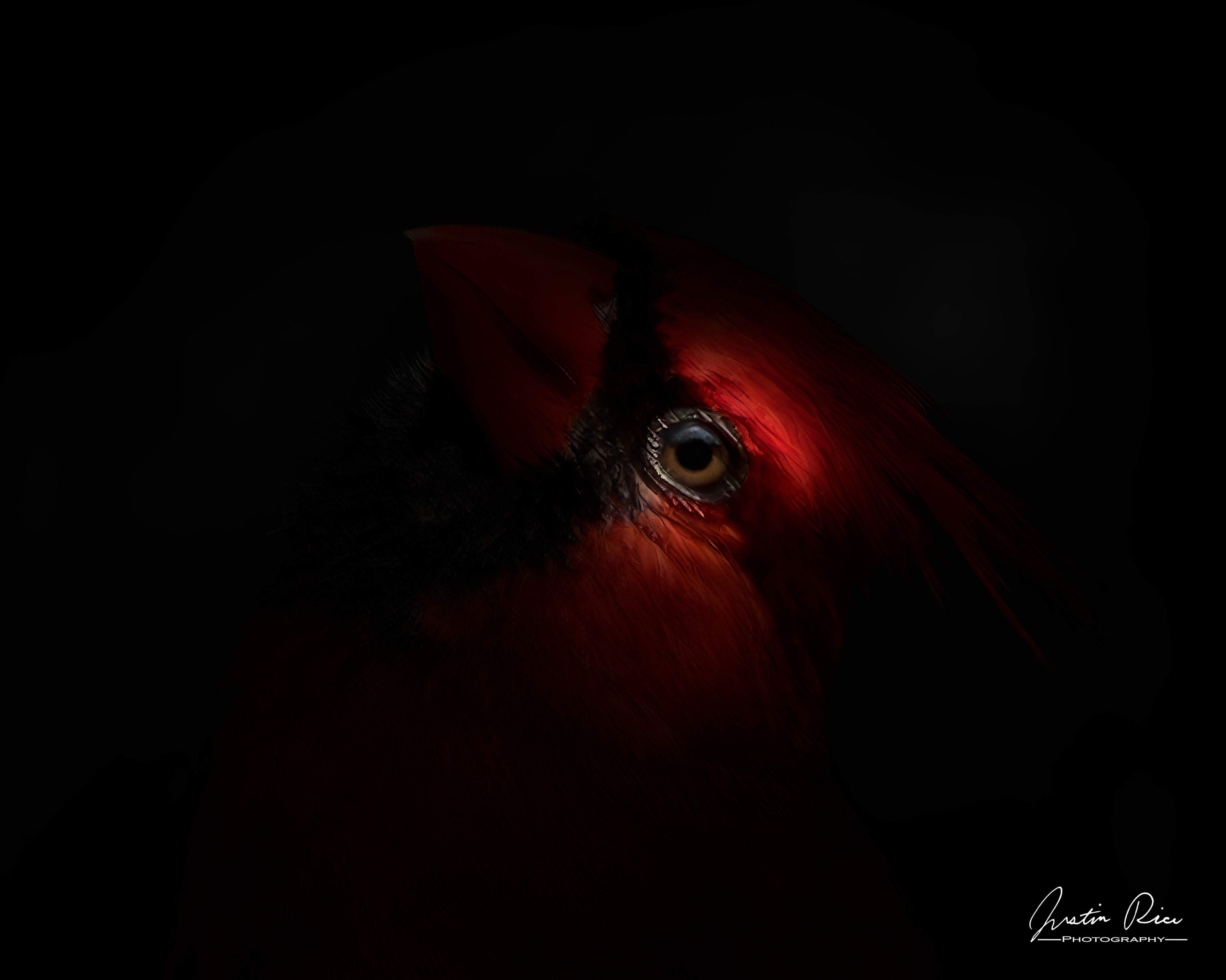 Stink Eye - Artist by Justin Rice - Art Prints, Decoupage Rice Paper, Flat Canvas Prints, Giclee Prints, Photo Prints, Poster Prints