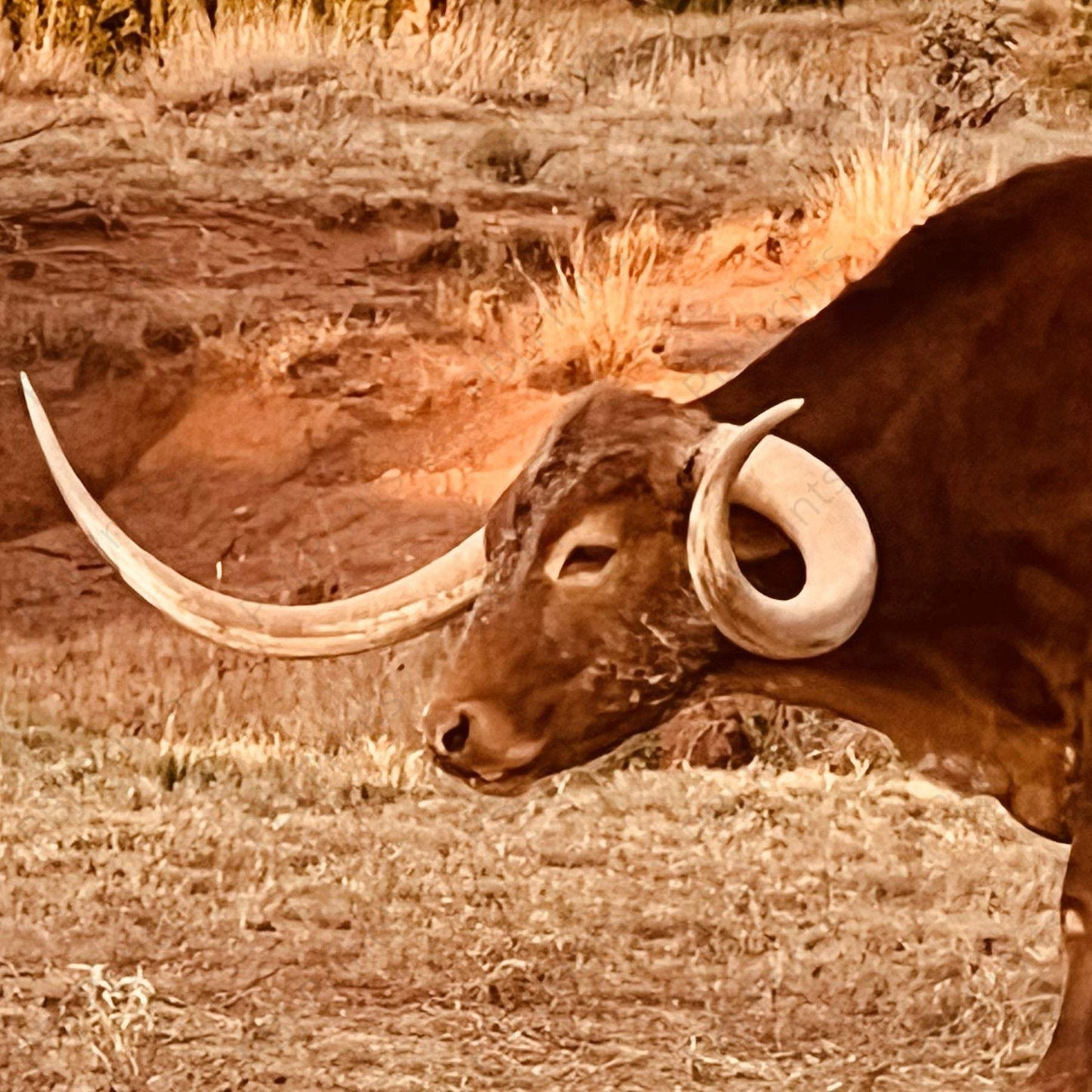 Unique 1 - by Attic In Valley - Animals, Cows, Farm, New Arrivals, Photography, Ranch