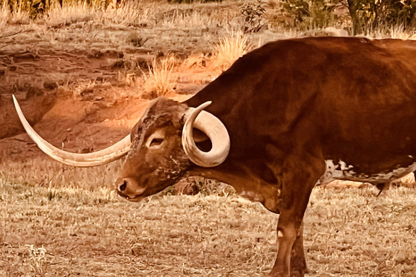 Unique2 - by Attic In Valley - Animals, Cows, Farm, Longhorn, New Arrivals, Ranch
