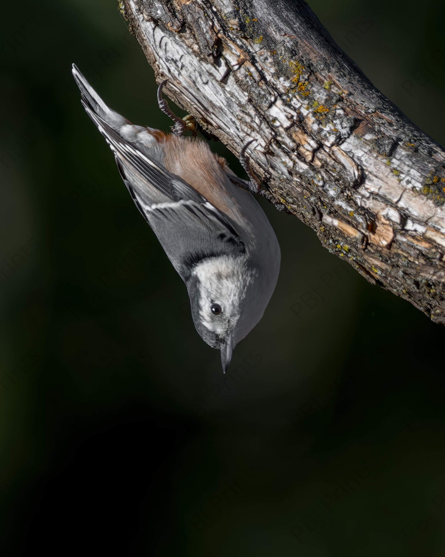 Upside Down - Artist by Justin Rice - Bird, New Arrivals