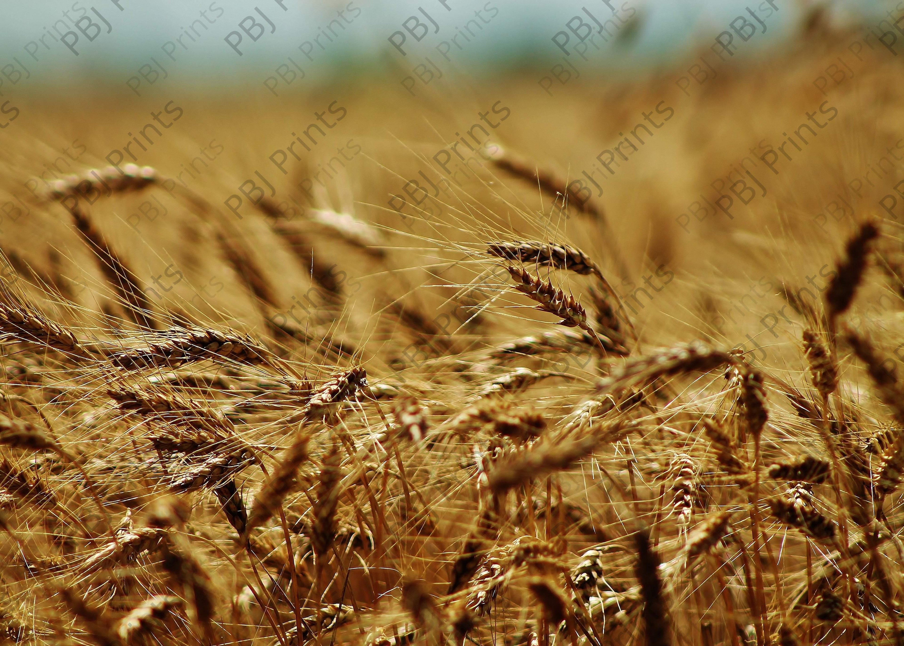 Waves of Wheat Waving - Artist by Elizabeth Schrandt - Art Prints, Decoupage Rice Paper, Flat Canvas Prints, Giclee Prints, Photo Prints, Poster Prints