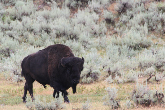 Buffalo Yellowstone