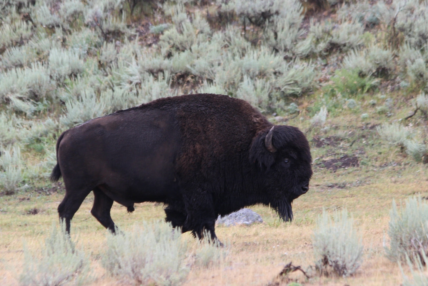 Buffalo Yellowstone2