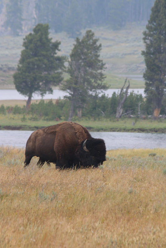 Buffalo Yellowstone Vertical