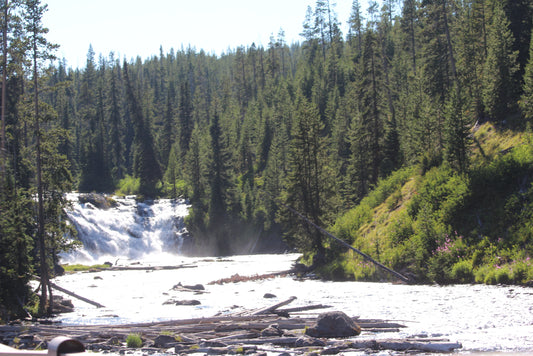 Yellowstone Love