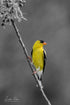 American Goldfinch - Artist by Justin Rice - Art Prints, Decoupage Rice Paper, Flat Canvas Prints, Giclee Prints, Photo Prints, Poster Prints