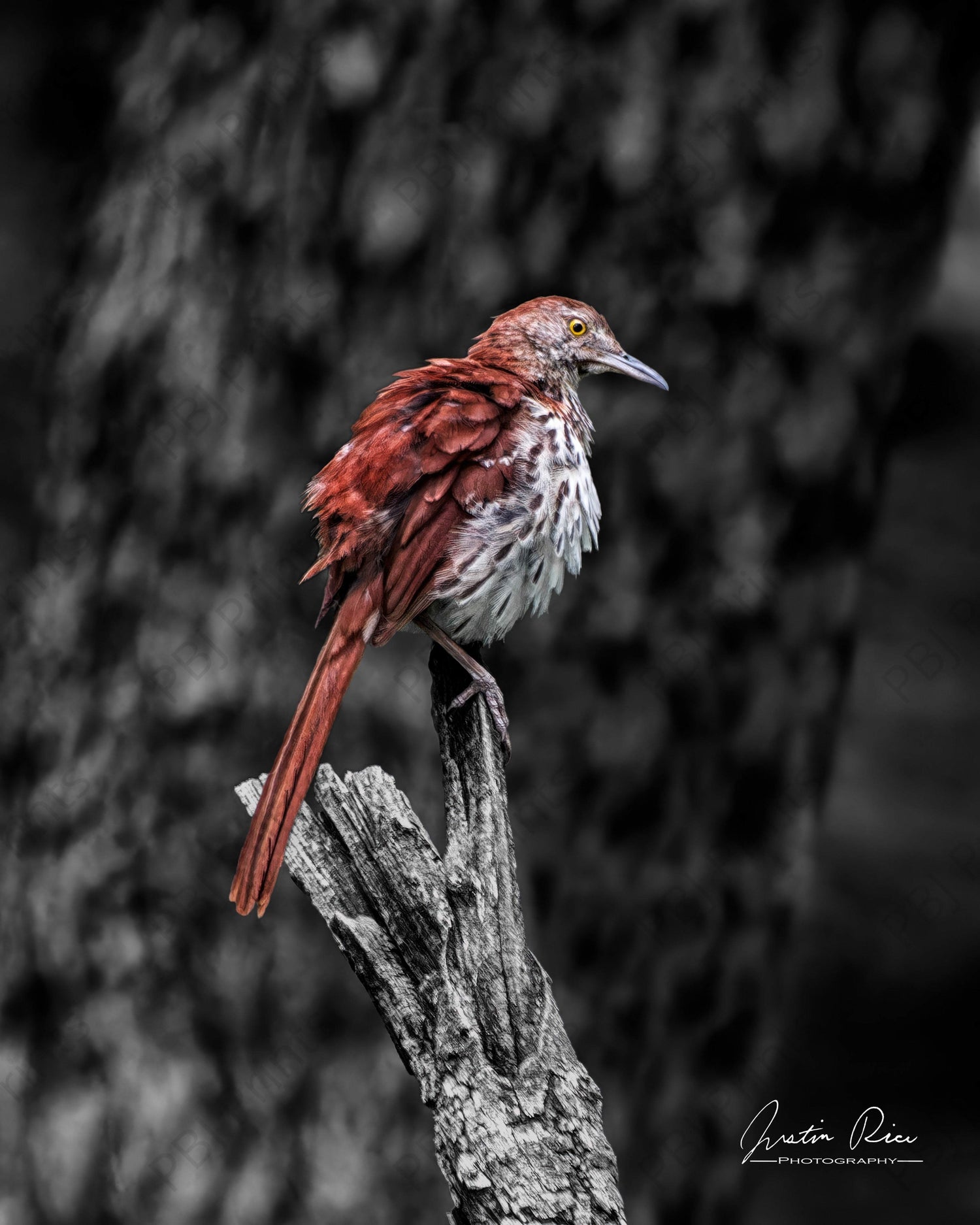 Brown Thrasher Post-Preen - Artist by Justin Rice - Art Prints, Decoupage Rice Paper, Flat Canvas Prints, Giclee Prints, Photo Prints, Poster Prints