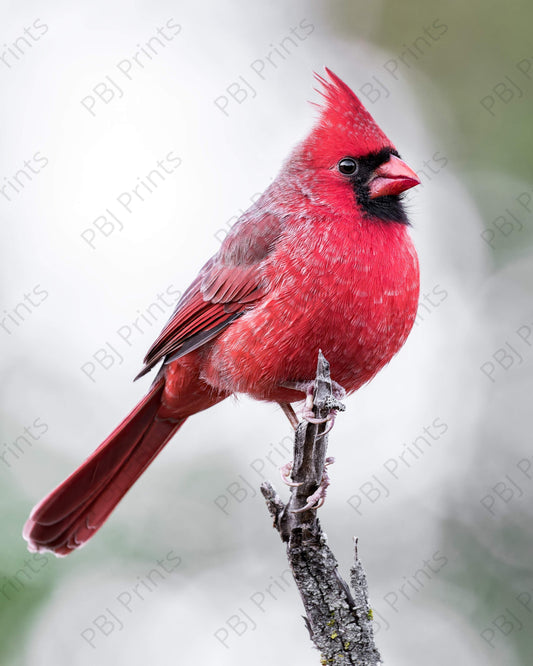 Cardinal's Majesty - Artist by Justin Rice - 