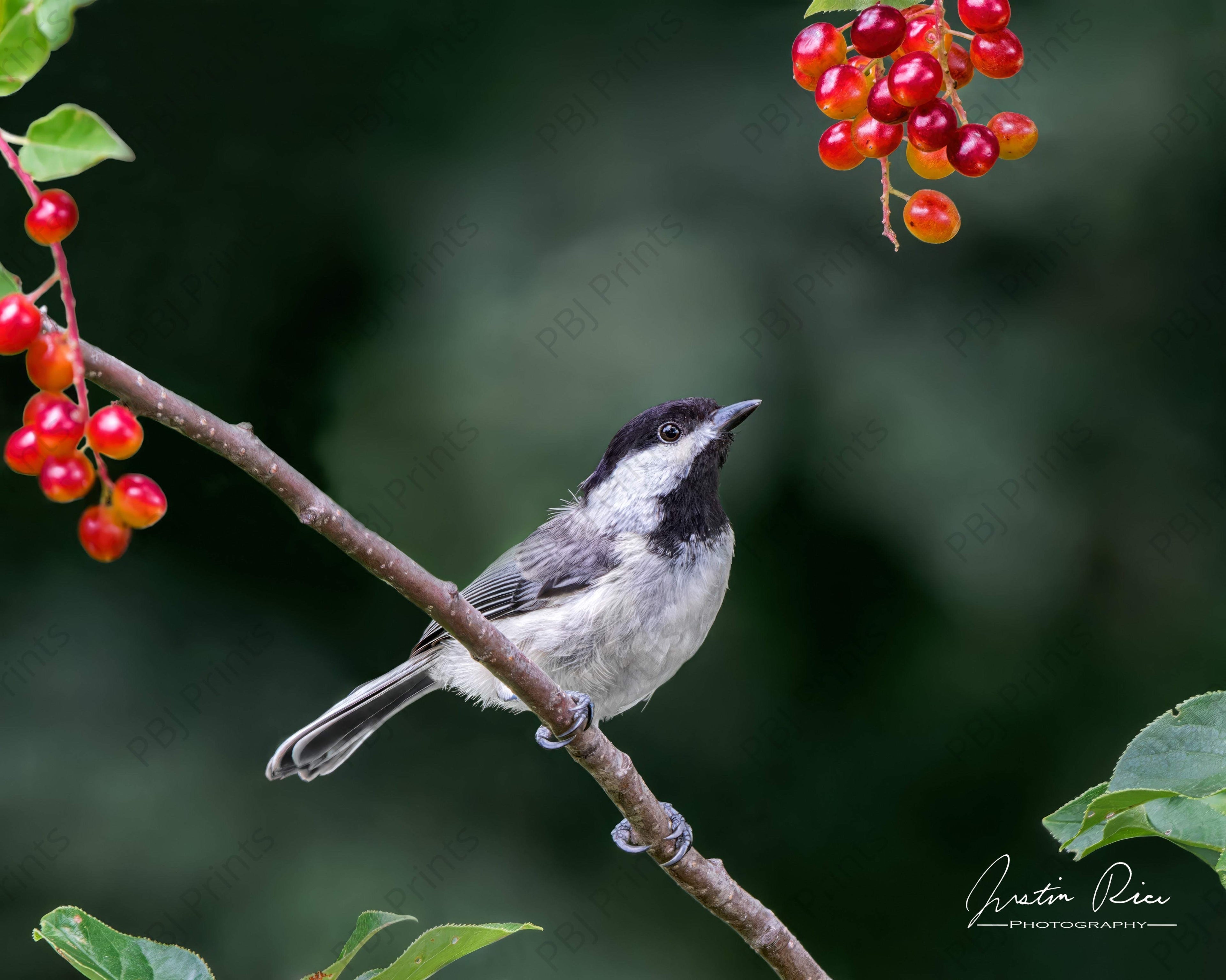 Chickadee and Berries - Artist by Justin Rice - Art Prints, Decoupage Rice Paper, Flat Canvas Prints, Giclee Prints, Photo Prints, Poster Prints