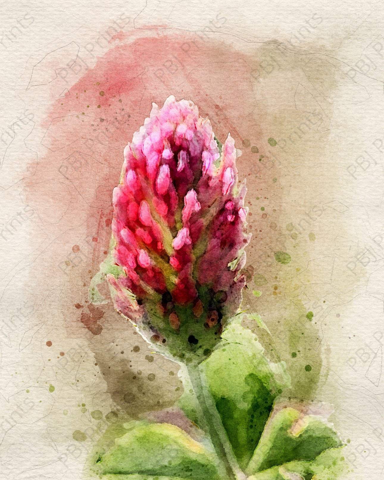 Crimson Clover Watercolor - Artist by Justin Rice - New Arrivals