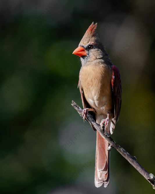 Female Cardinal - Artist by Justin Rice - Bird