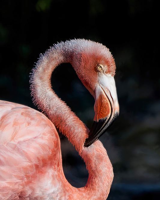 Flamingo Closeup - Artist by Justin Rice - 