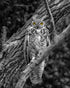 Gaze of the Great Horned Owl - Artist by Justin Rice - Art Prints, Decoupage Rice Paper, Flat Canvas Prints, Giclee Prints, Photo Prints, Poster Prints