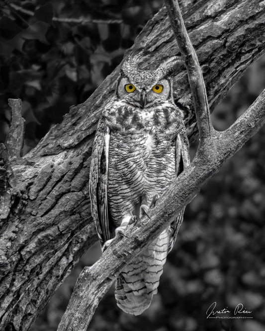 Gaze of the Great Horned Owl - Artist by Justin Rice - 