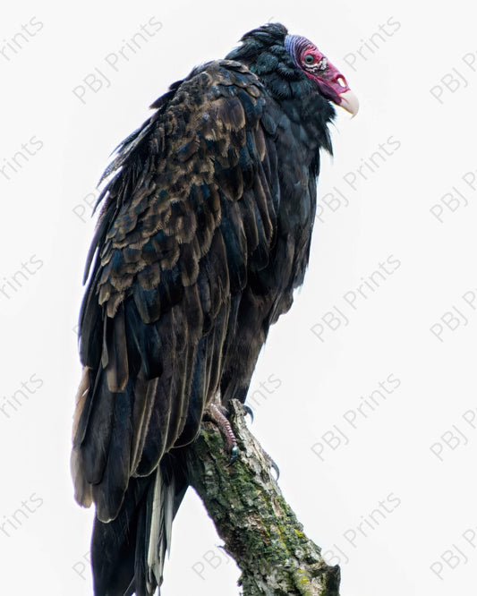 Misty Morning Vulture - Artist by Justin Rice - 