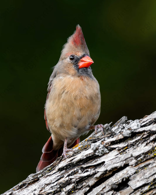 Mrs. Cardinal - Artist by Justin Rice - 