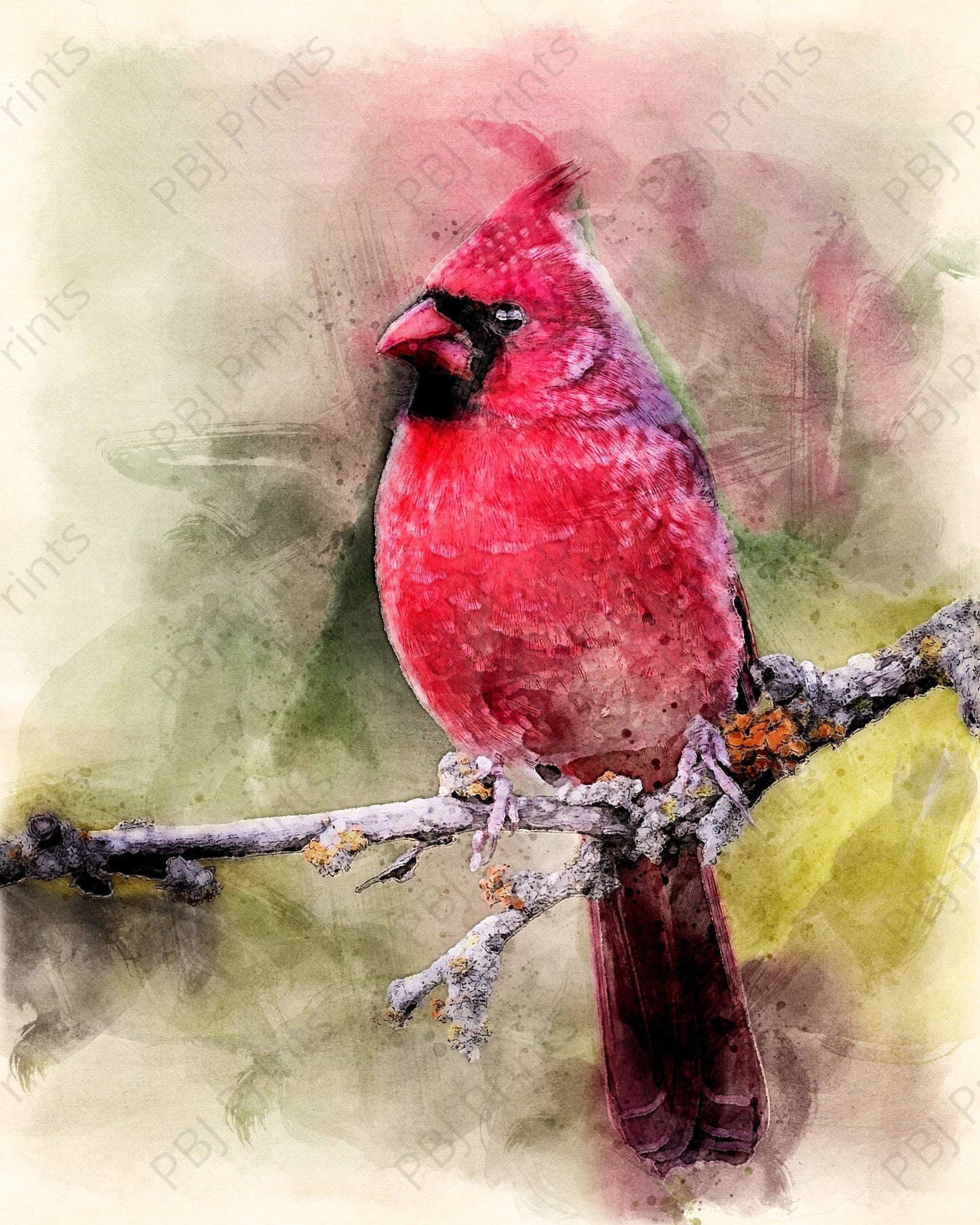 Northern Cardinal Watercolor - Artist by Justin Rice - New Arrivals