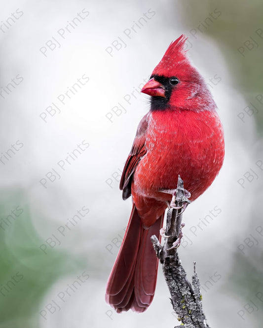 Northern Cardinal - Artist by Justin Rice - Bird, Photography