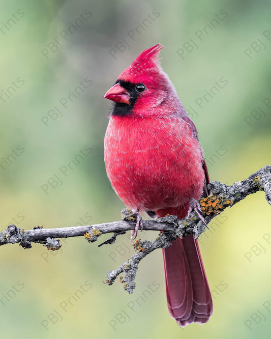 Northern Cardinal 2 - Artist by Justin Rice - Bird, Photography