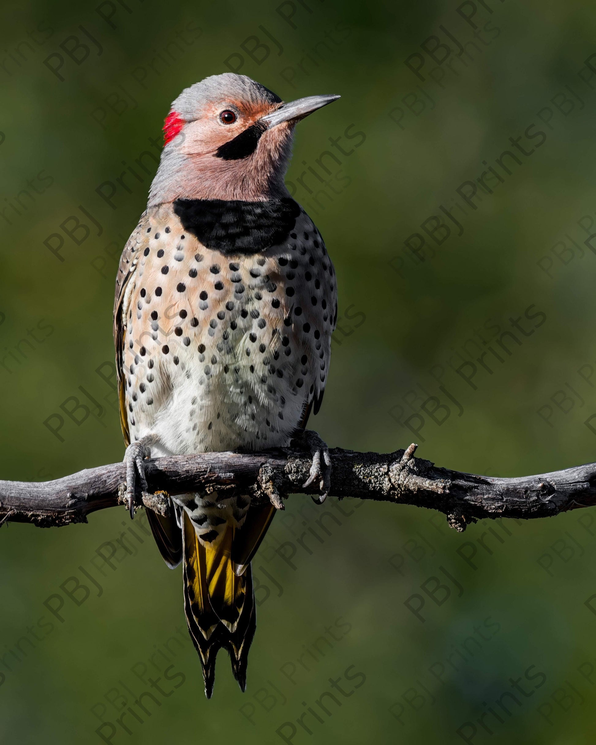 Northern Flicker - Artist by Justin Rice - Bird