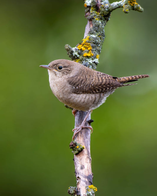 Puffed Up House Wren - Artist by Justin Rice - 