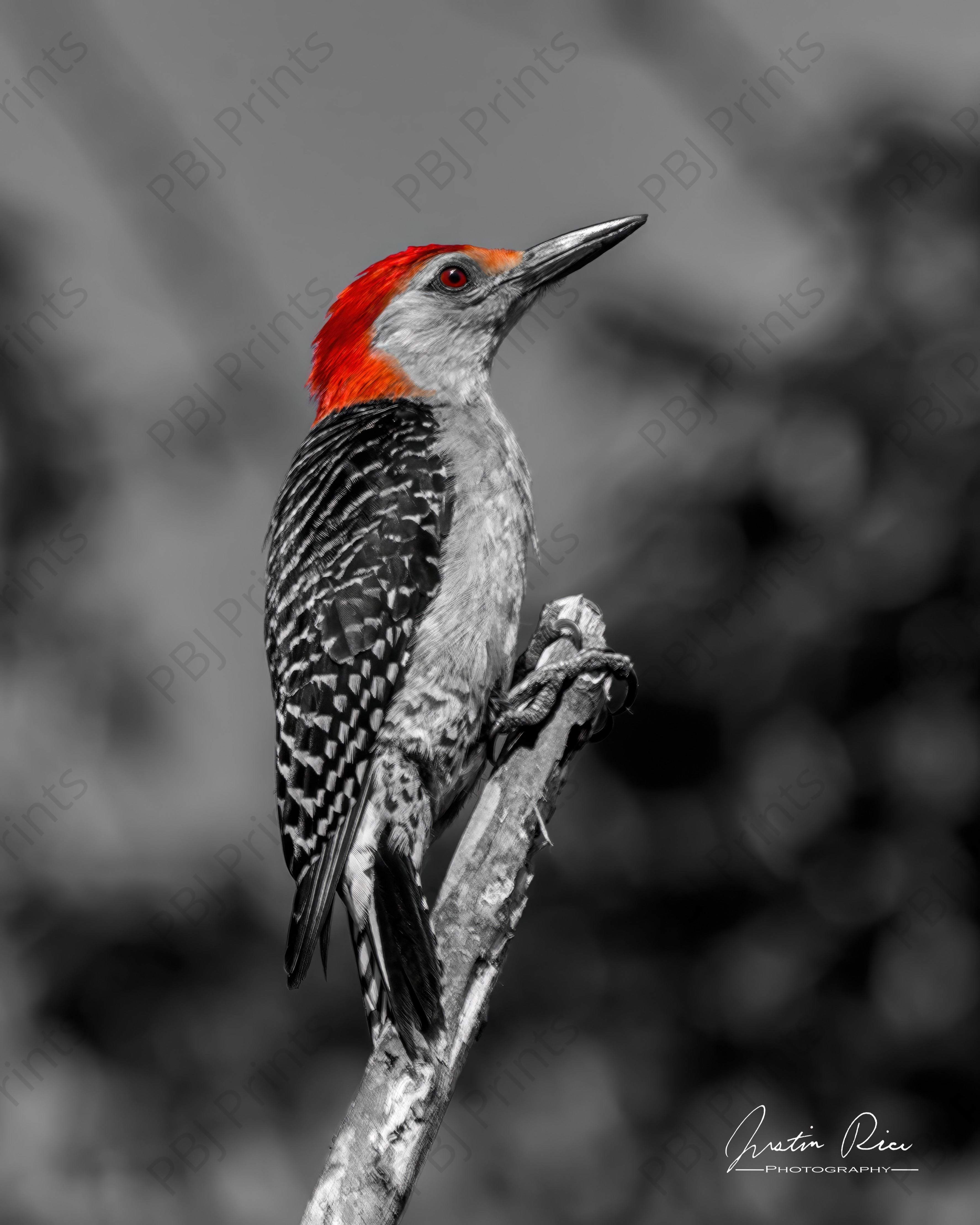 Red-bellied Woodpecker - Artist by Justin Rice - Art Prints, Decoupage Rice Paper, Flat Canvas Prints, Giclee Prints, Photo Prints, Poster Prints